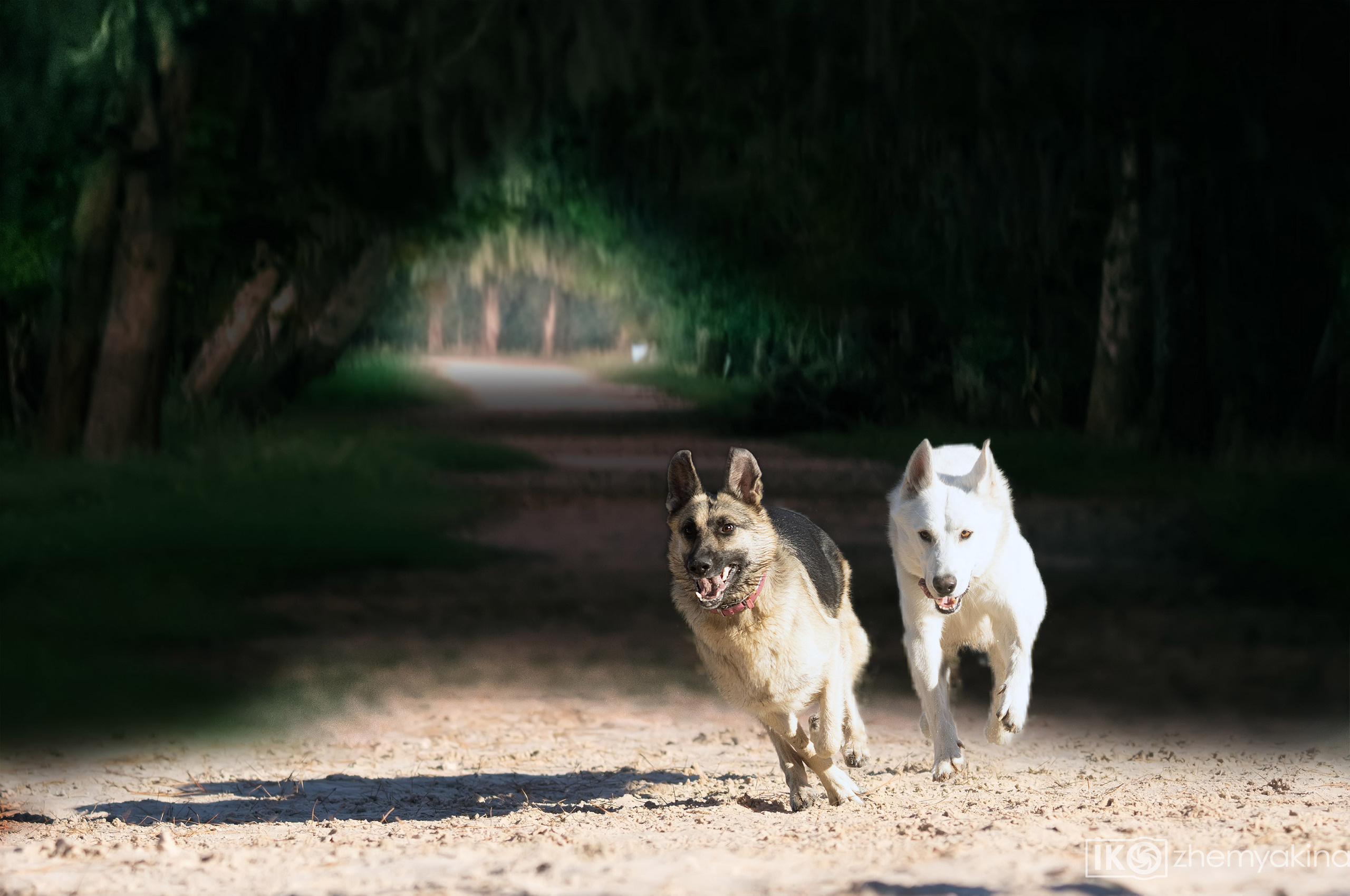 Two shepherd dogs and a ball. Photographer Irina Kozhemyakina. Houston