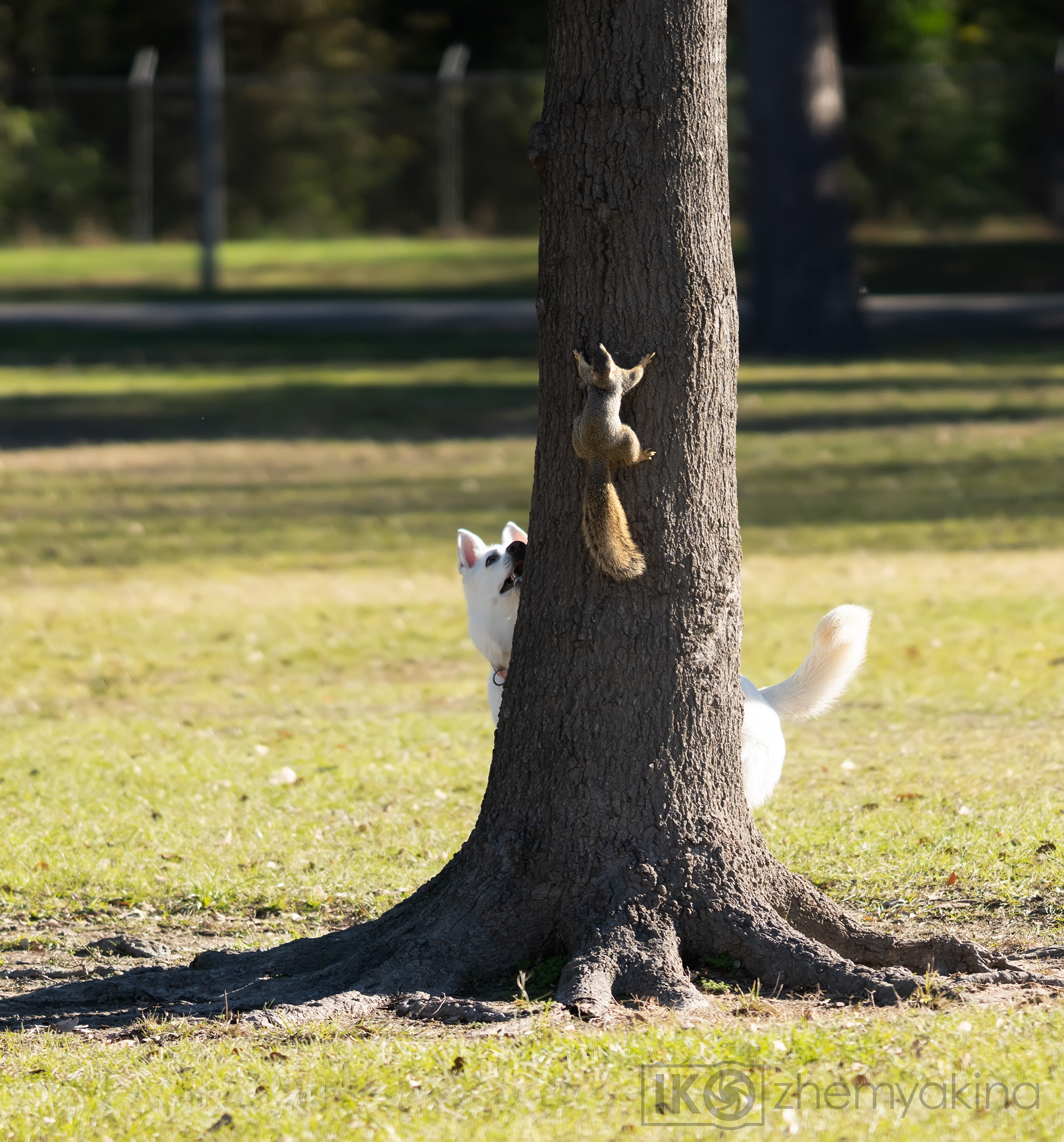 Bella White Shepherd. Photographer Irina Kozhemyakina. Houston