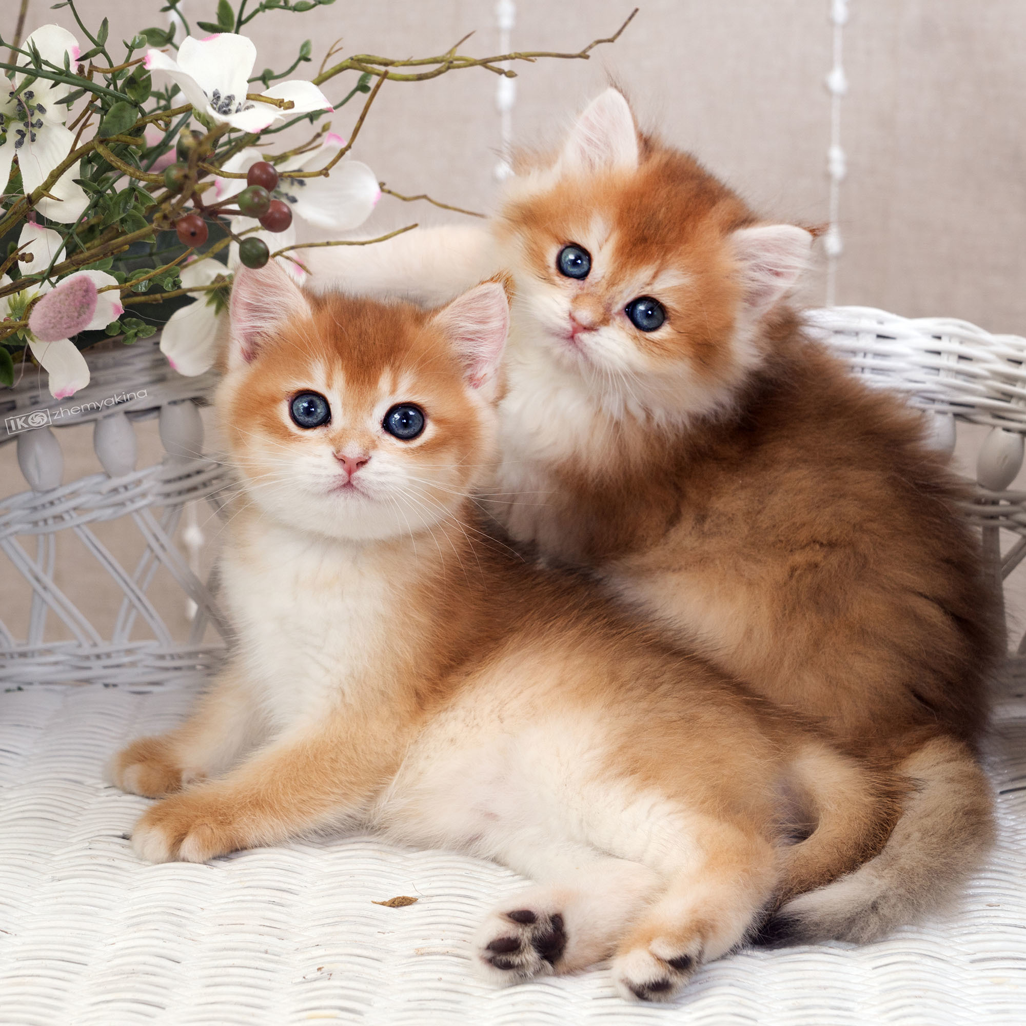 British Glory Cats. Photographer Irina Kozhemyakina. Houston