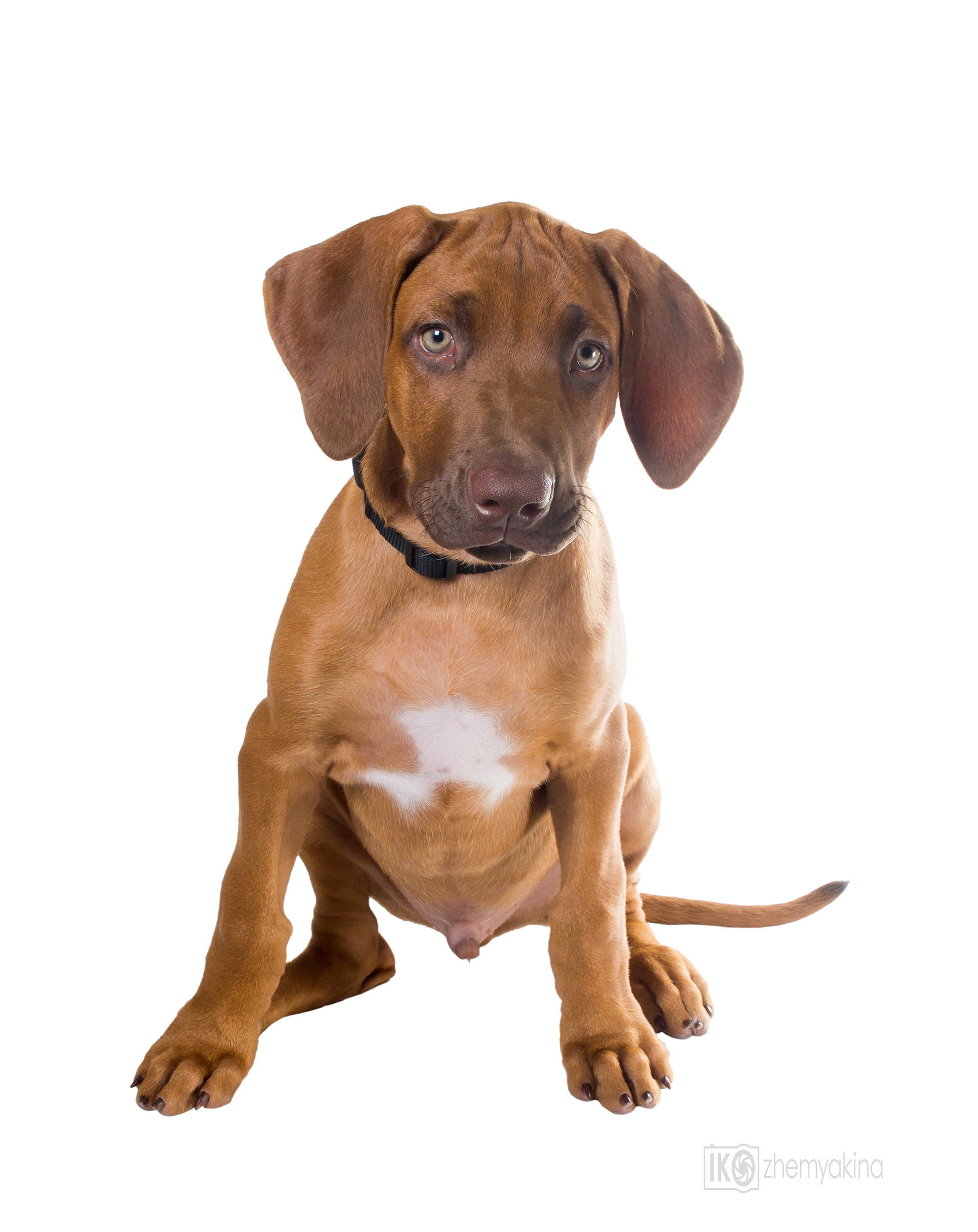 Rhodesian Ridgeback. Photographer Irina Kozhemyakina. Houston