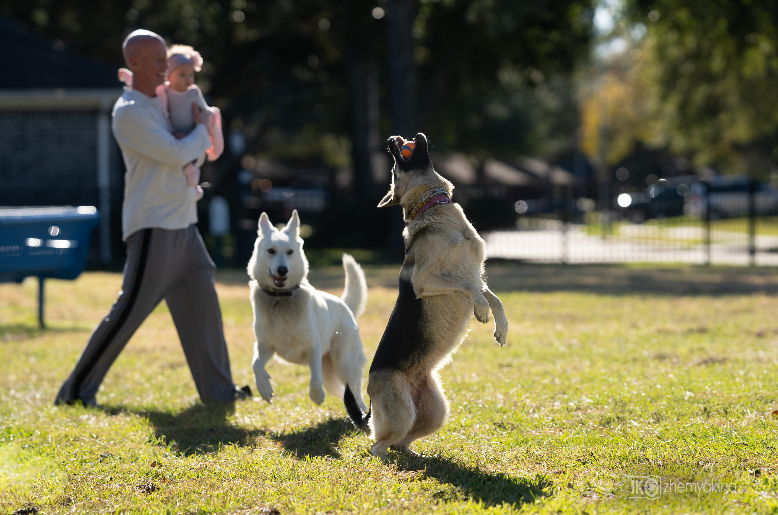 Two shepherd dogs and a ball. Photographer Irina Kozhemyakina. Houston