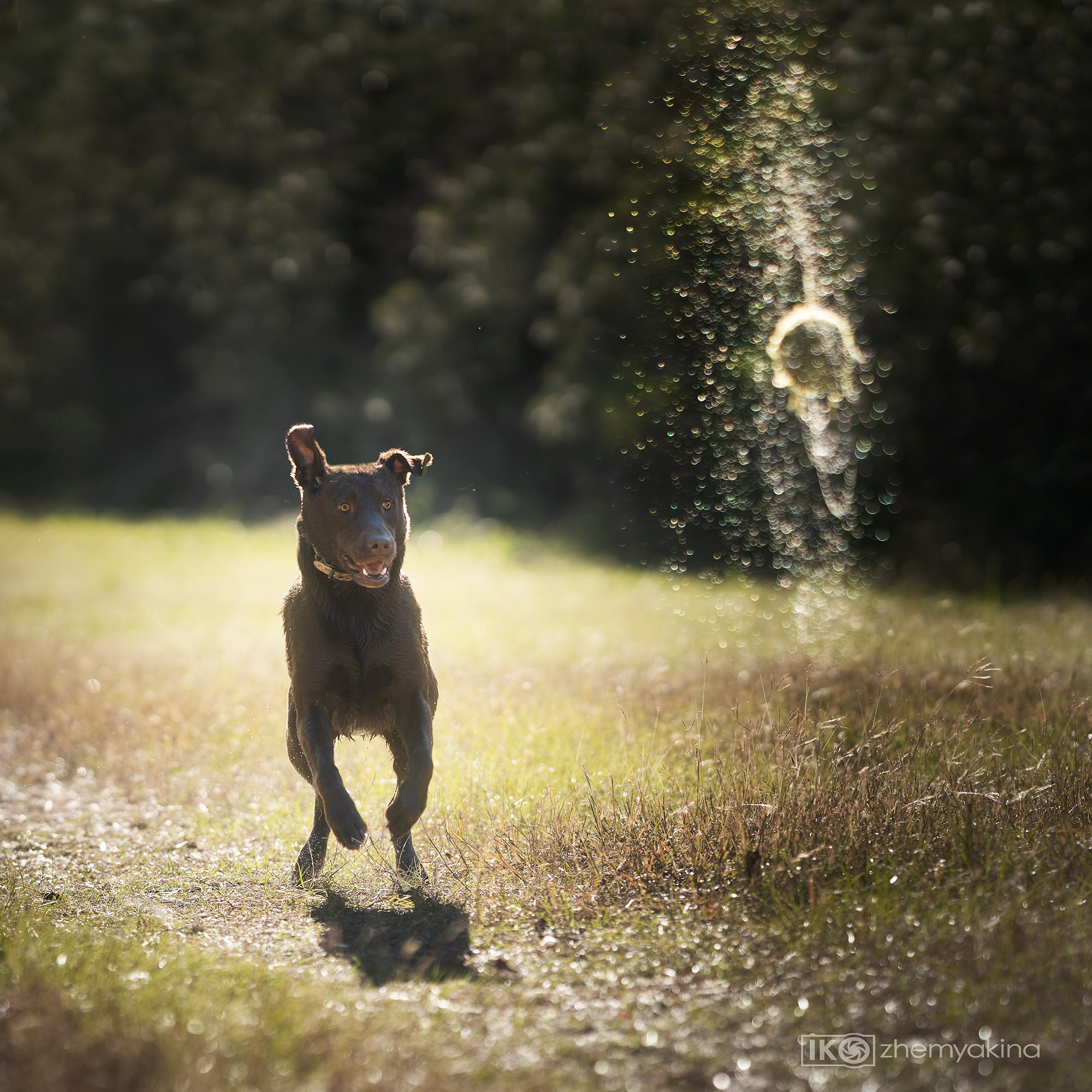 Chocolate labrador Chief. Photographer Irina Kozhemyakina. Houston