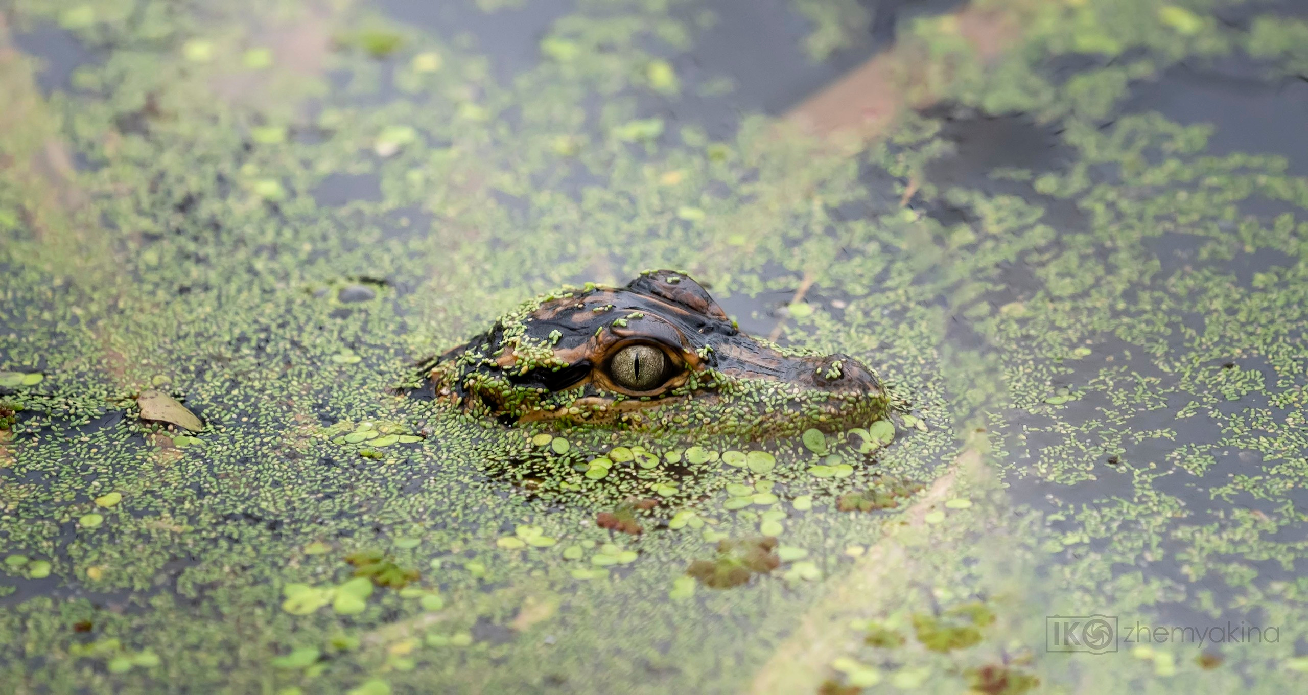 Brazos Bend State Park — Texas Parks and Wildlife. Photographer Irina Kozhemyakina. Houston