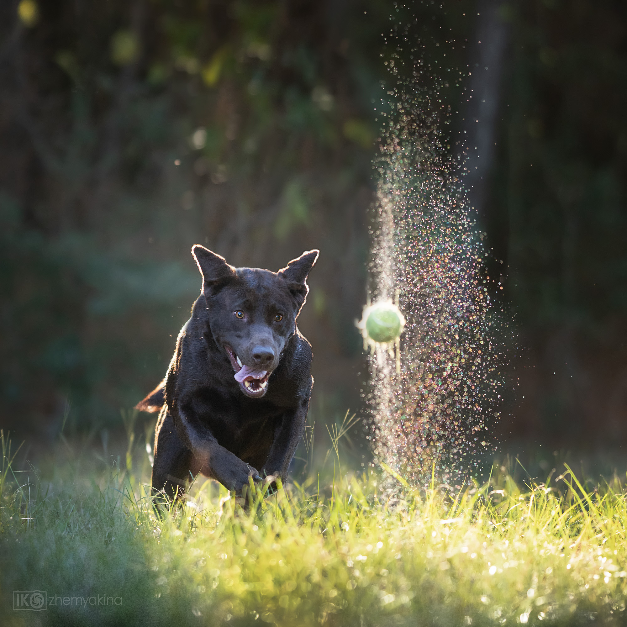 Chocolate labrador Chief. Photographer Irina Kozhemyakina. Houston