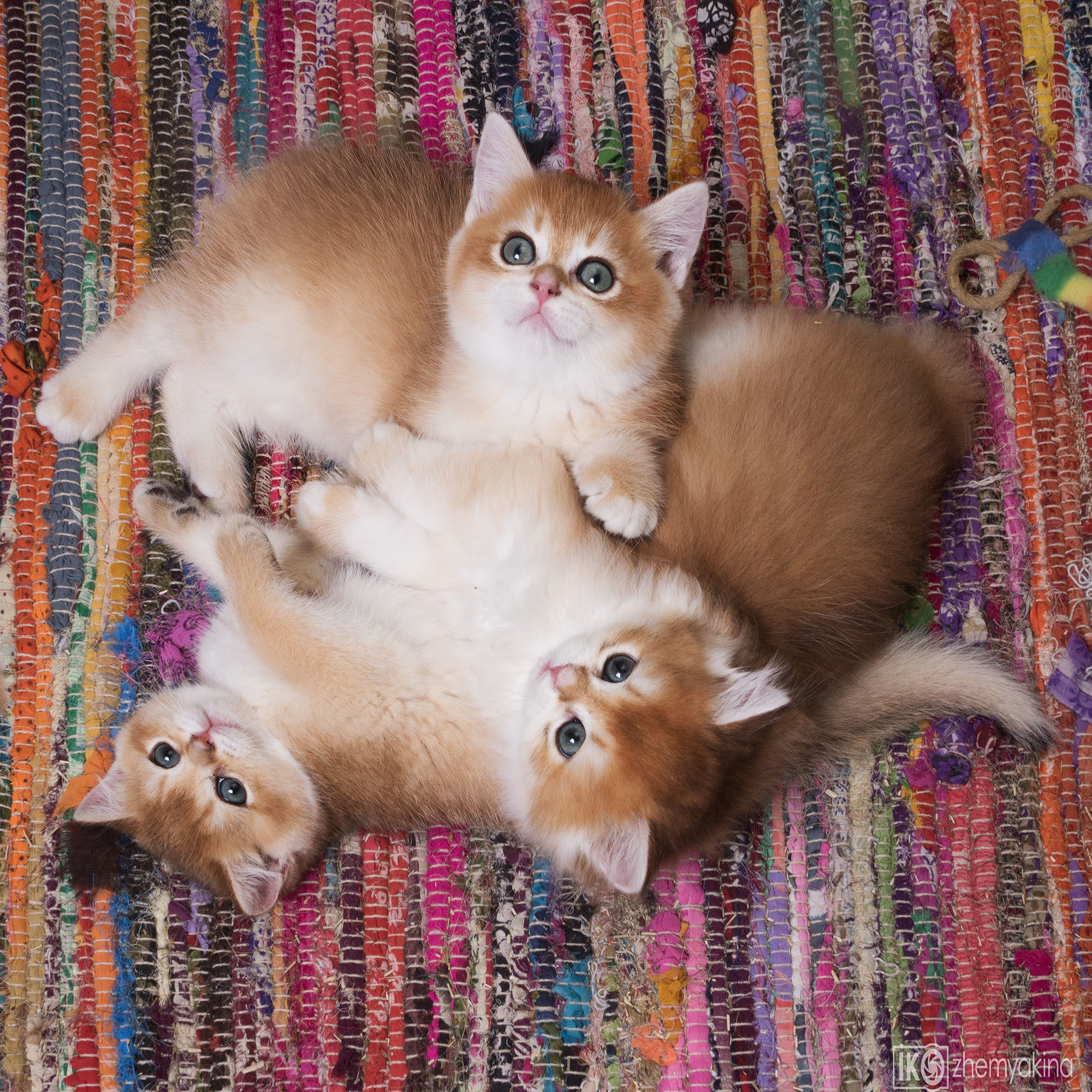 British Glory Cats. Photographer Irina Kozhemyakina. Houston