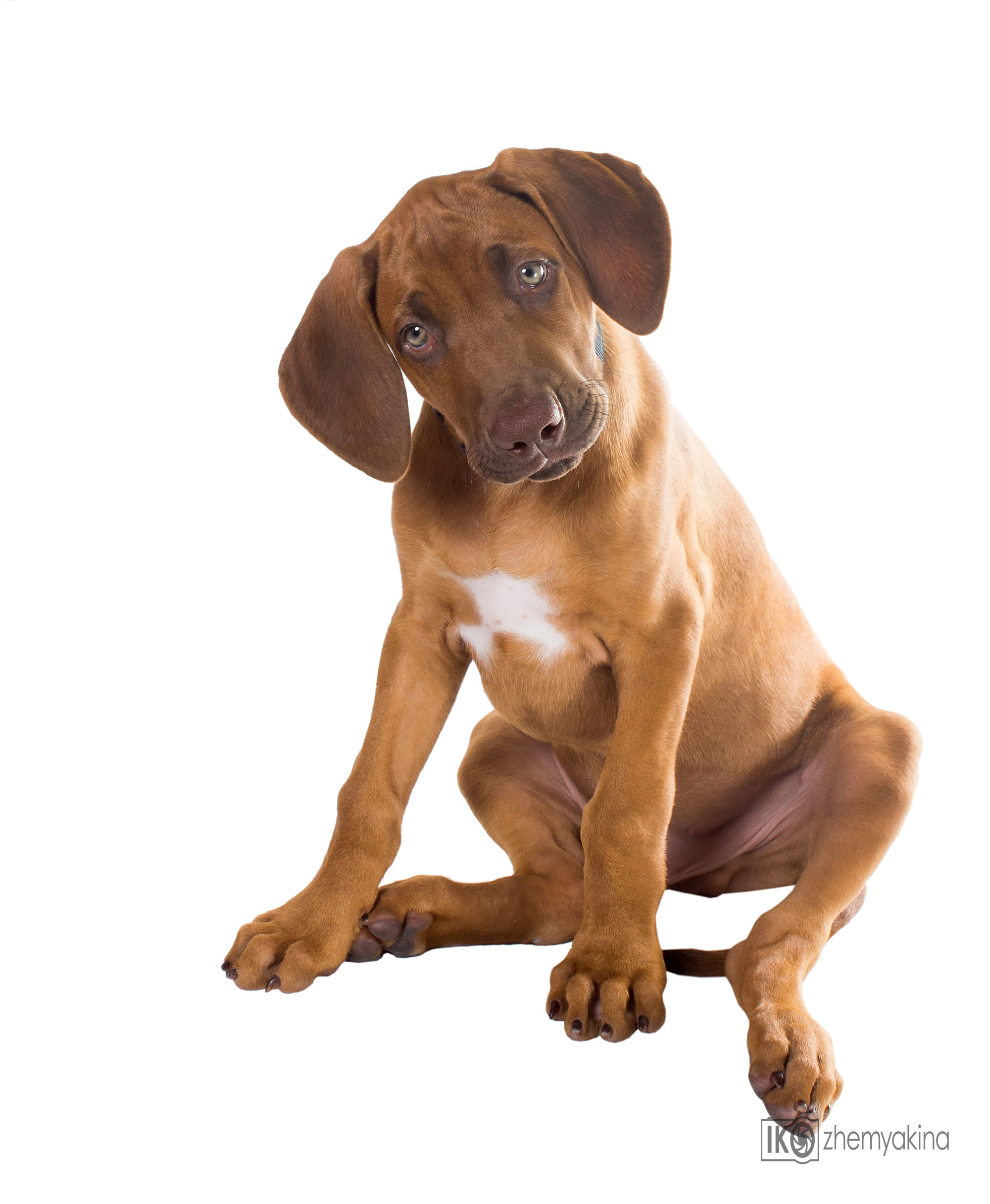 Rhodesian Ridgeback. Photographer Irina Kozhemyakina. Houston