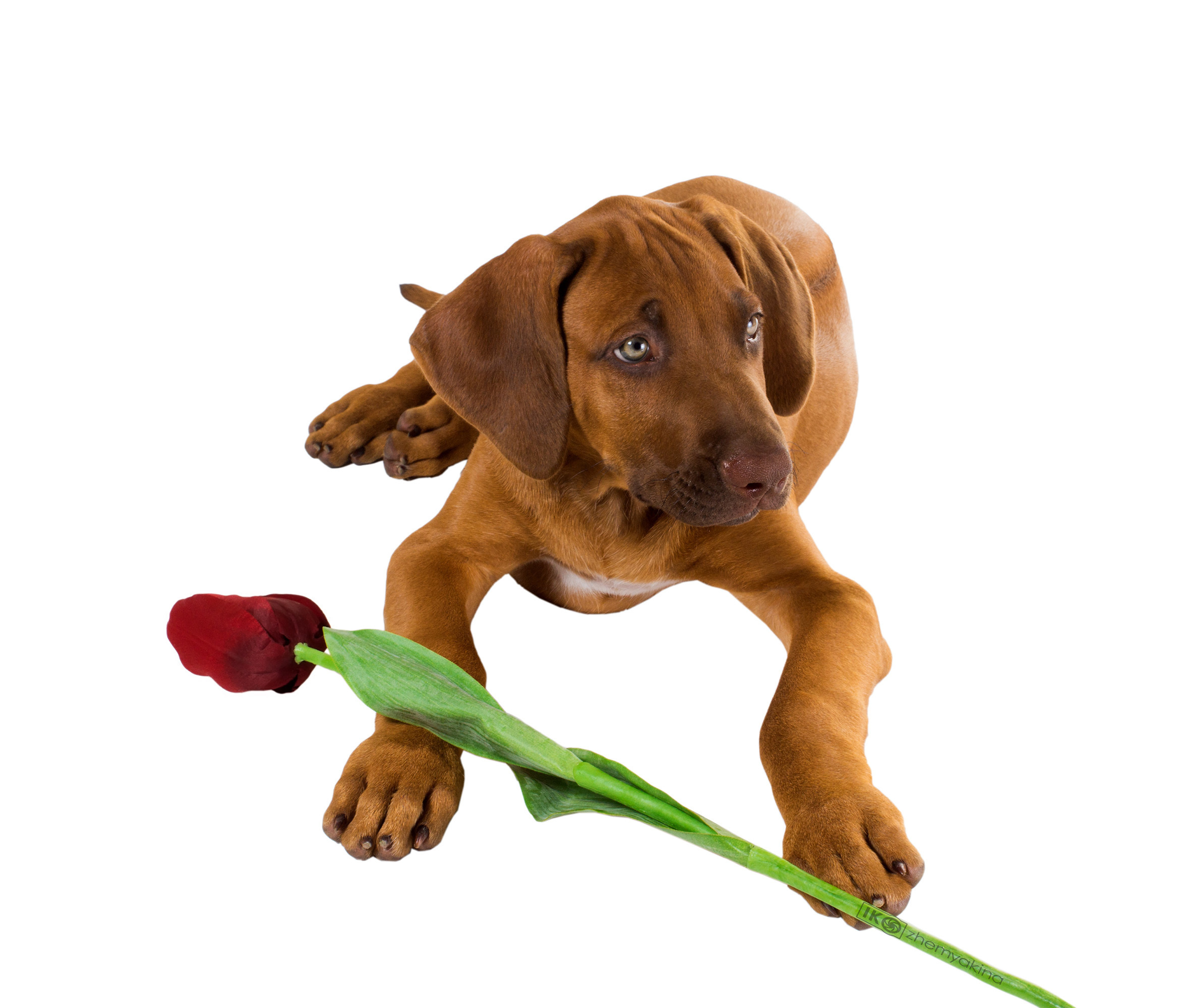 Rhodesian Ridgeback. Photographer Irina Kozhemyakina. Houston