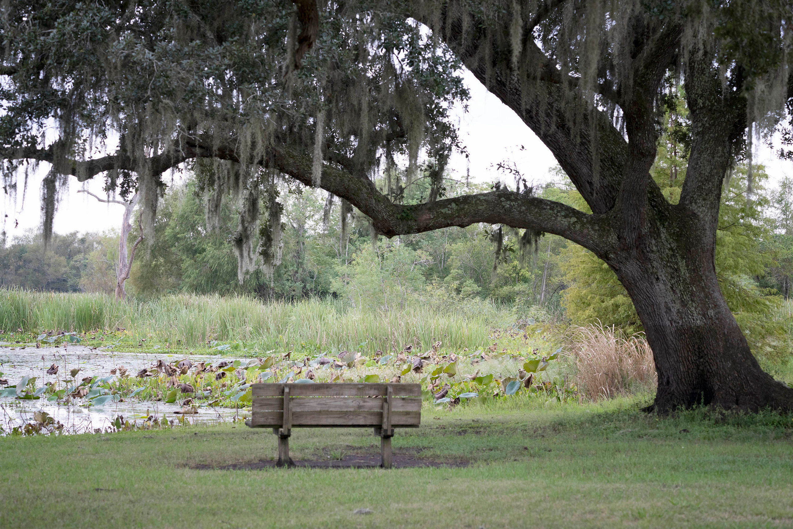 Brazos Bend State Park — Texas Parks and Wildlife. Photographer Irina Kozhemyakina. Houston