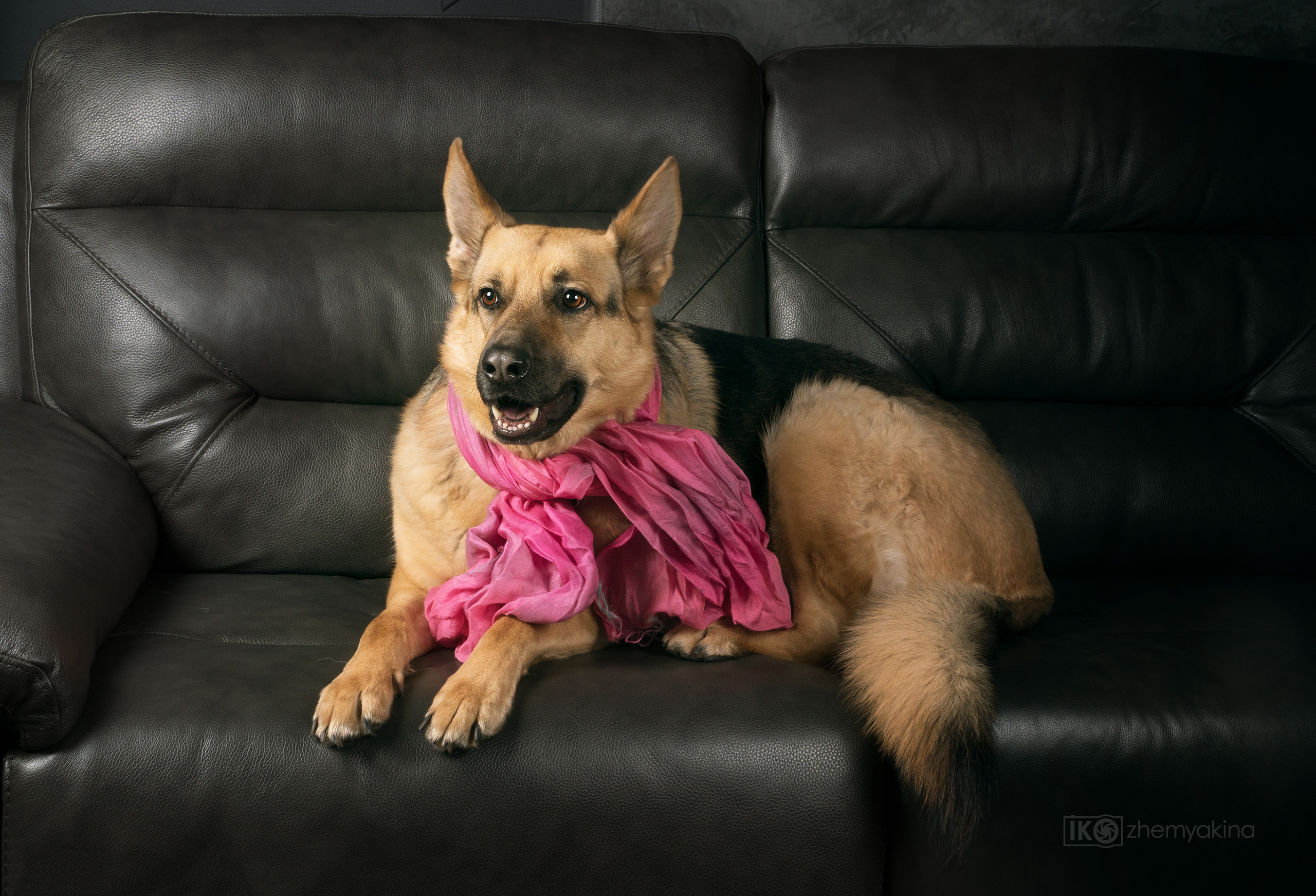 Lucy the Shepherd. Photographer Irina Kozhemyakina. Houston