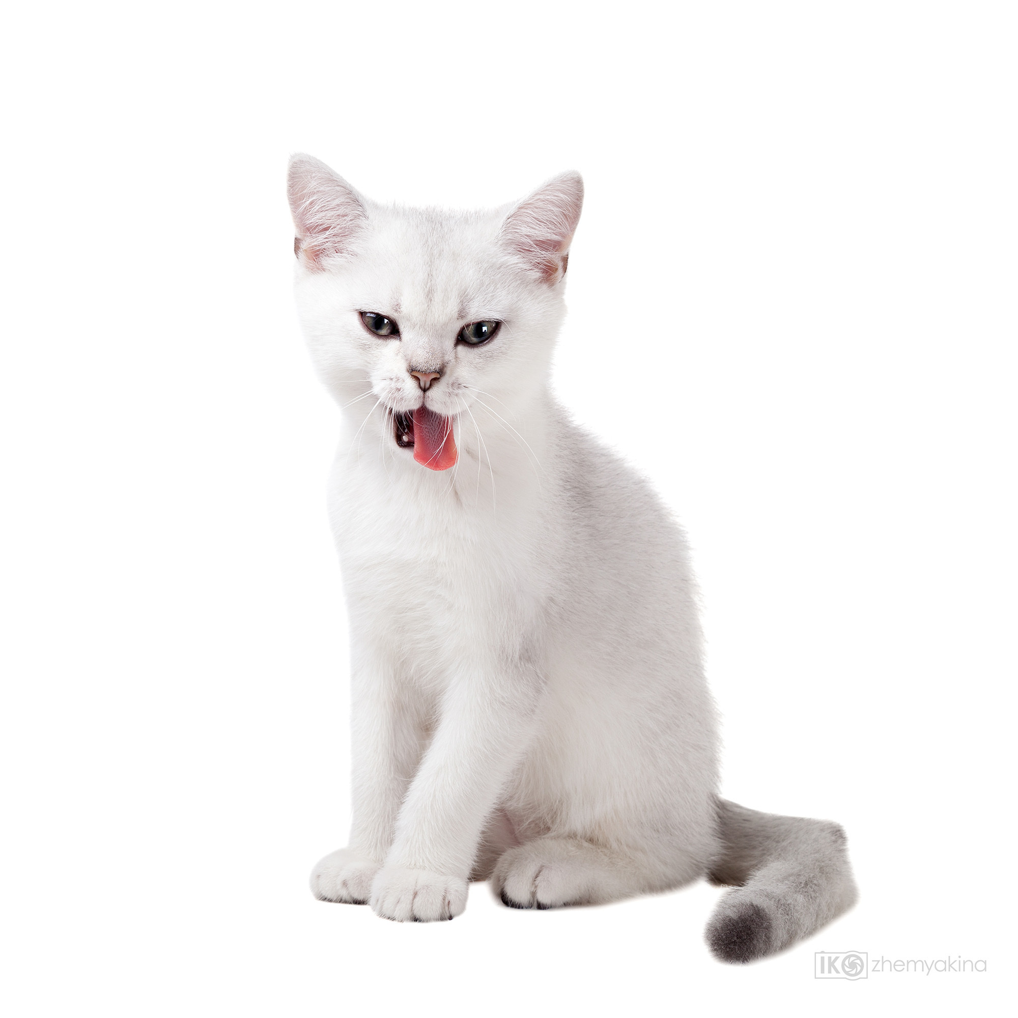 British Glory Cats. Photographer Irina Kozhemyakina. Houston