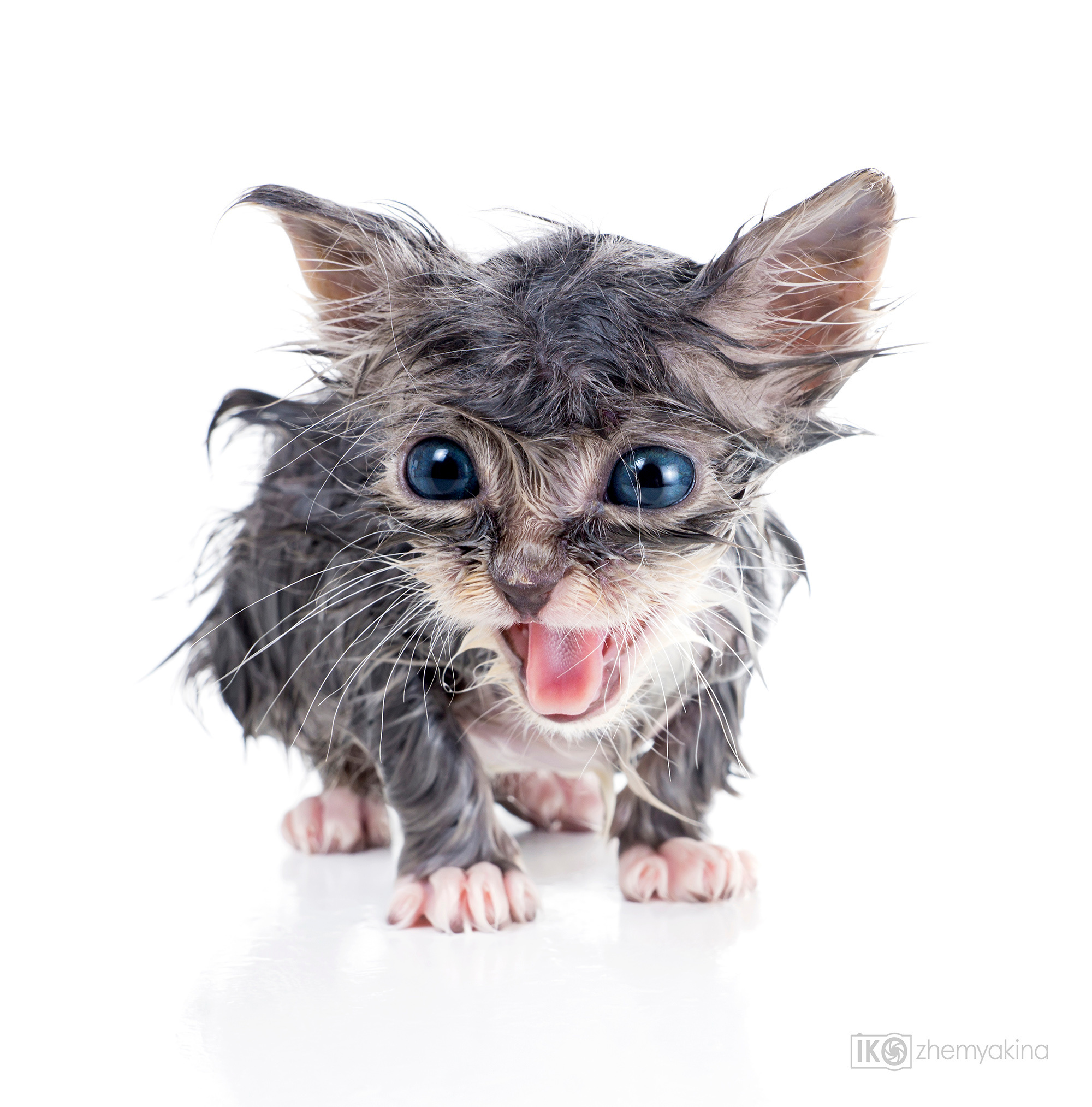 Nastya’s kittens. Photographer Irina Kozhemyakina. Houston