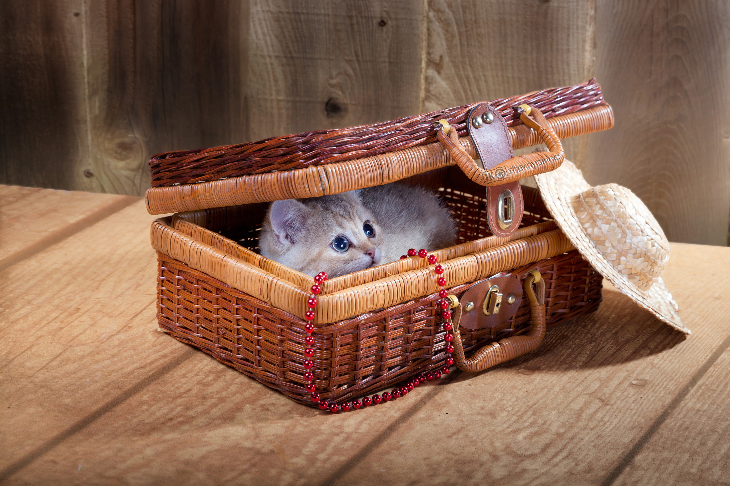 British Glory Cats. Photographer Irina Kozhemyakina. Houston