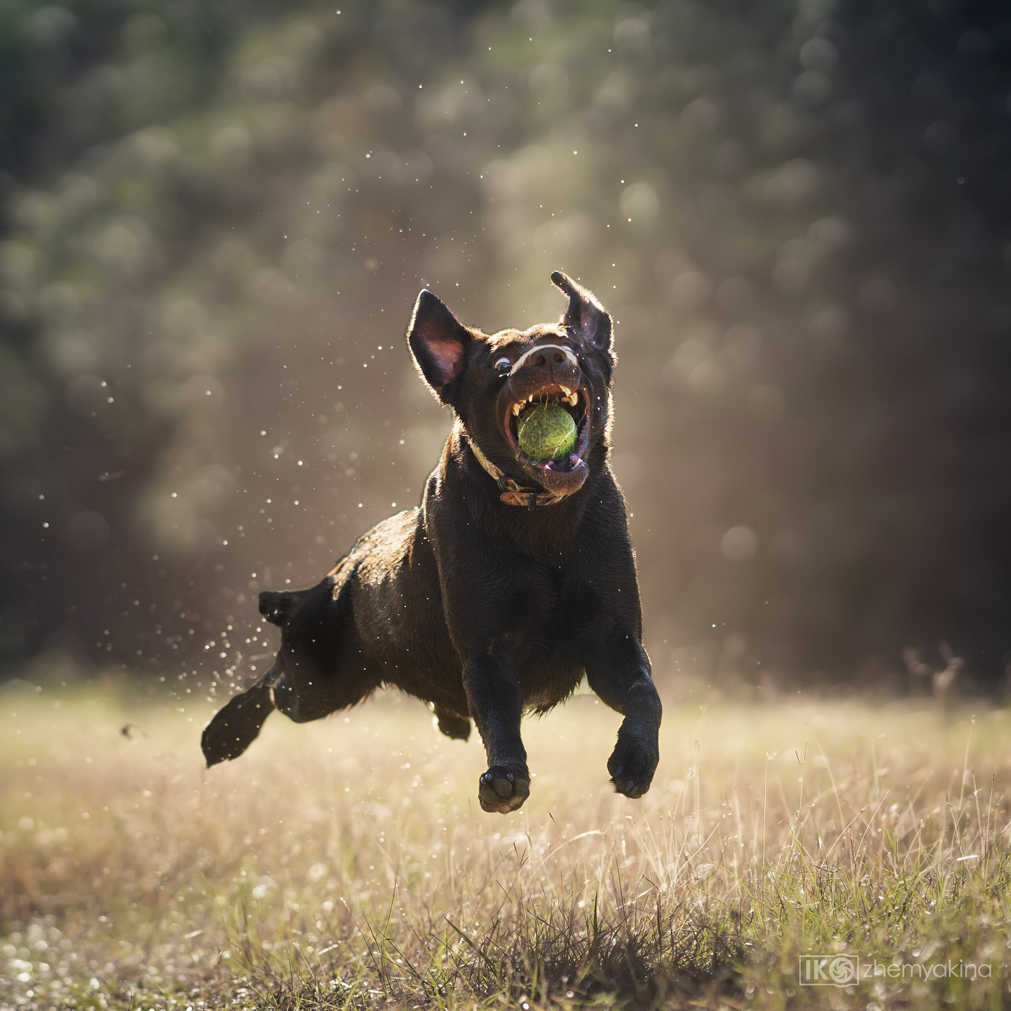 Chocolate labrador Chief. Photographer Irina Kozhemyakina. Houston