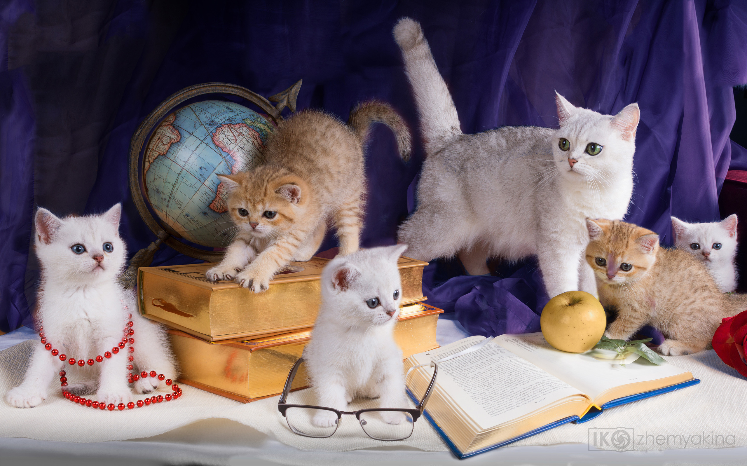 British Glory Cats. Photographer Irina Kozhemyakina. Houston