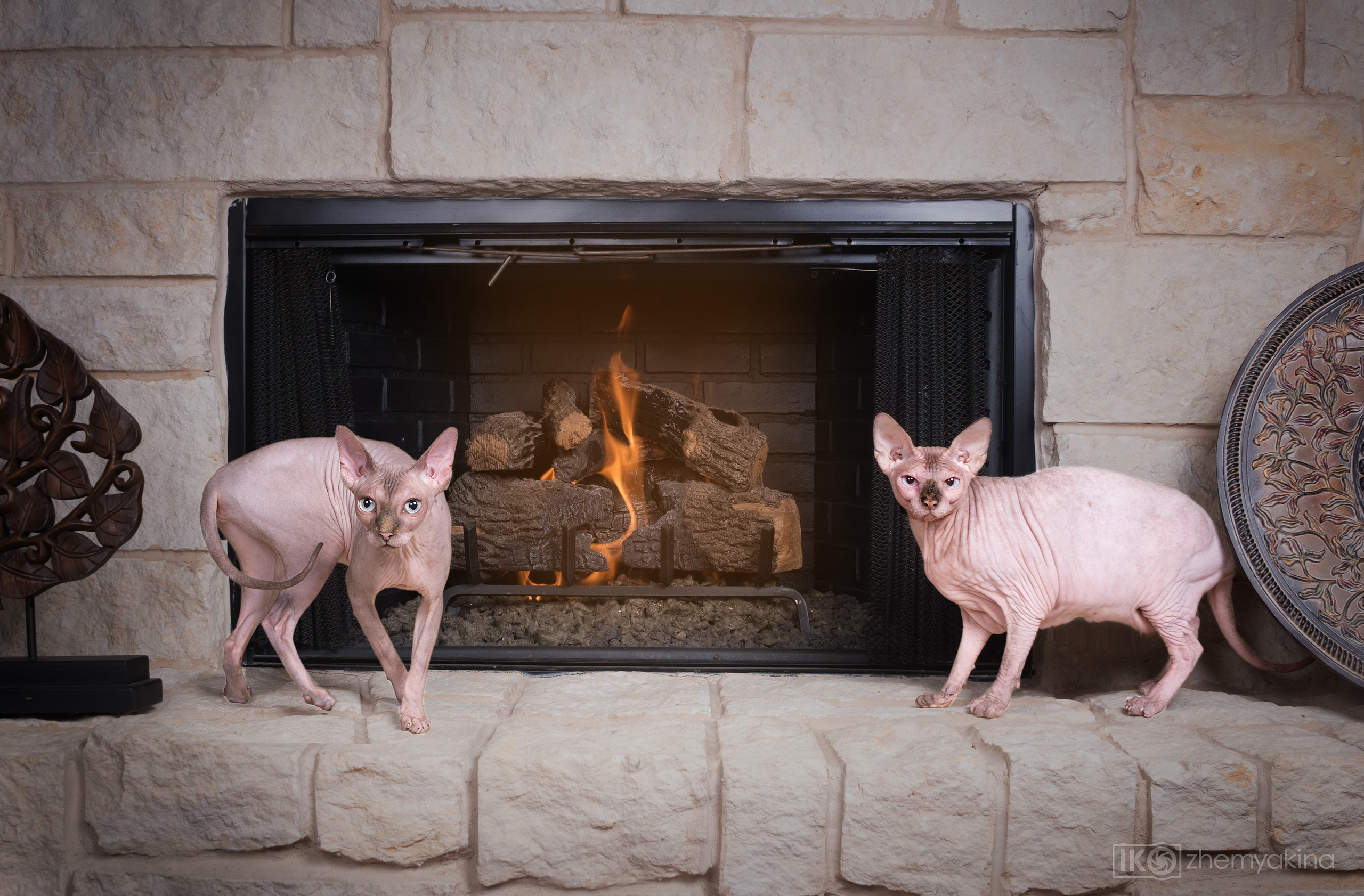 Sphynx cat. Photographer Irina Kozhemyakina. Houston