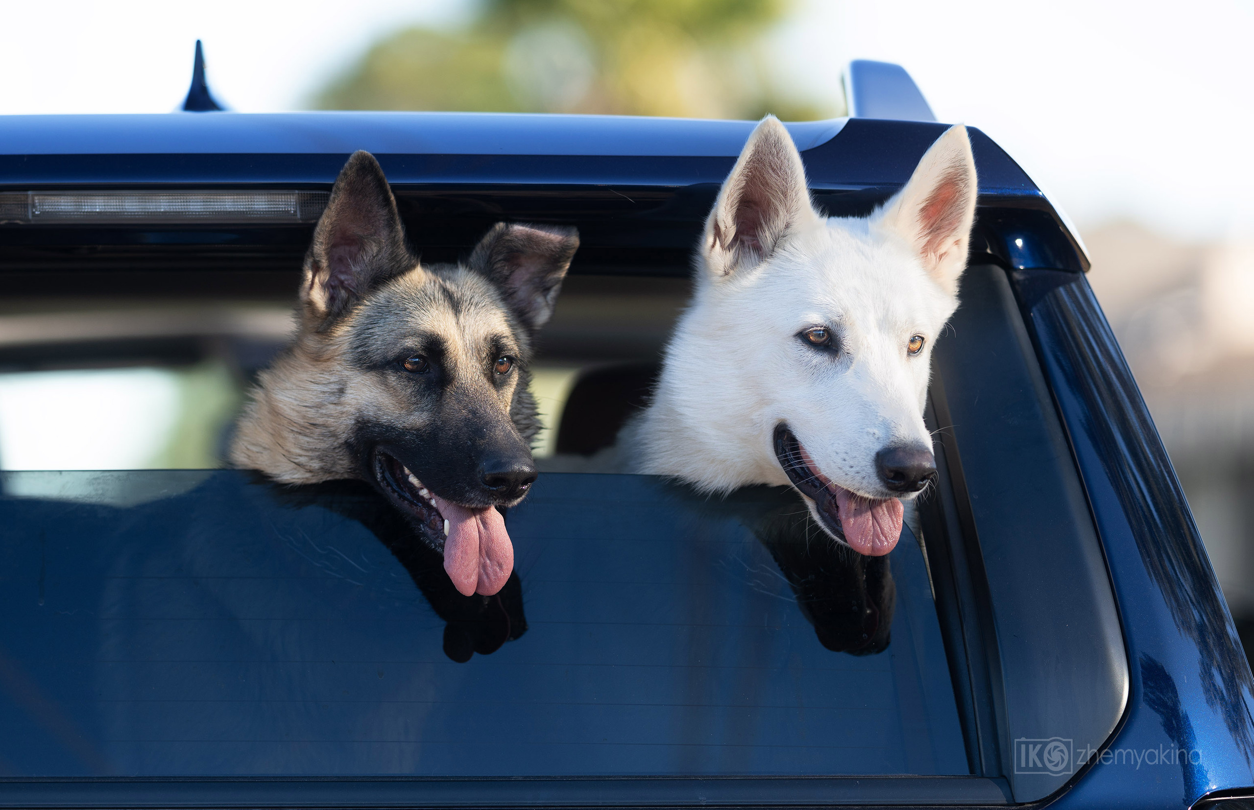 Two shepherd dogs and a ball. Photographer Irina Kozhemyakina. Houston