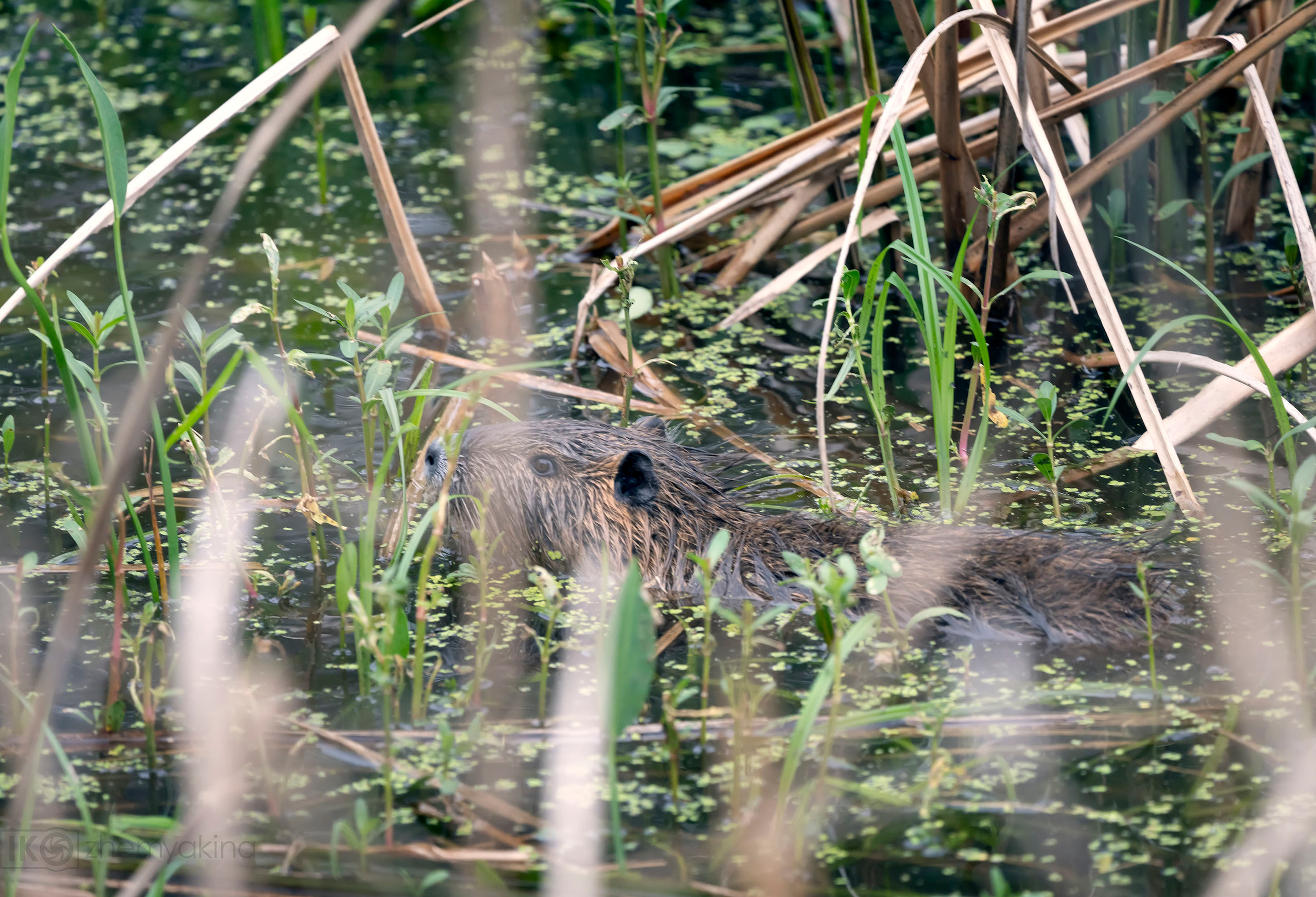 Nutria