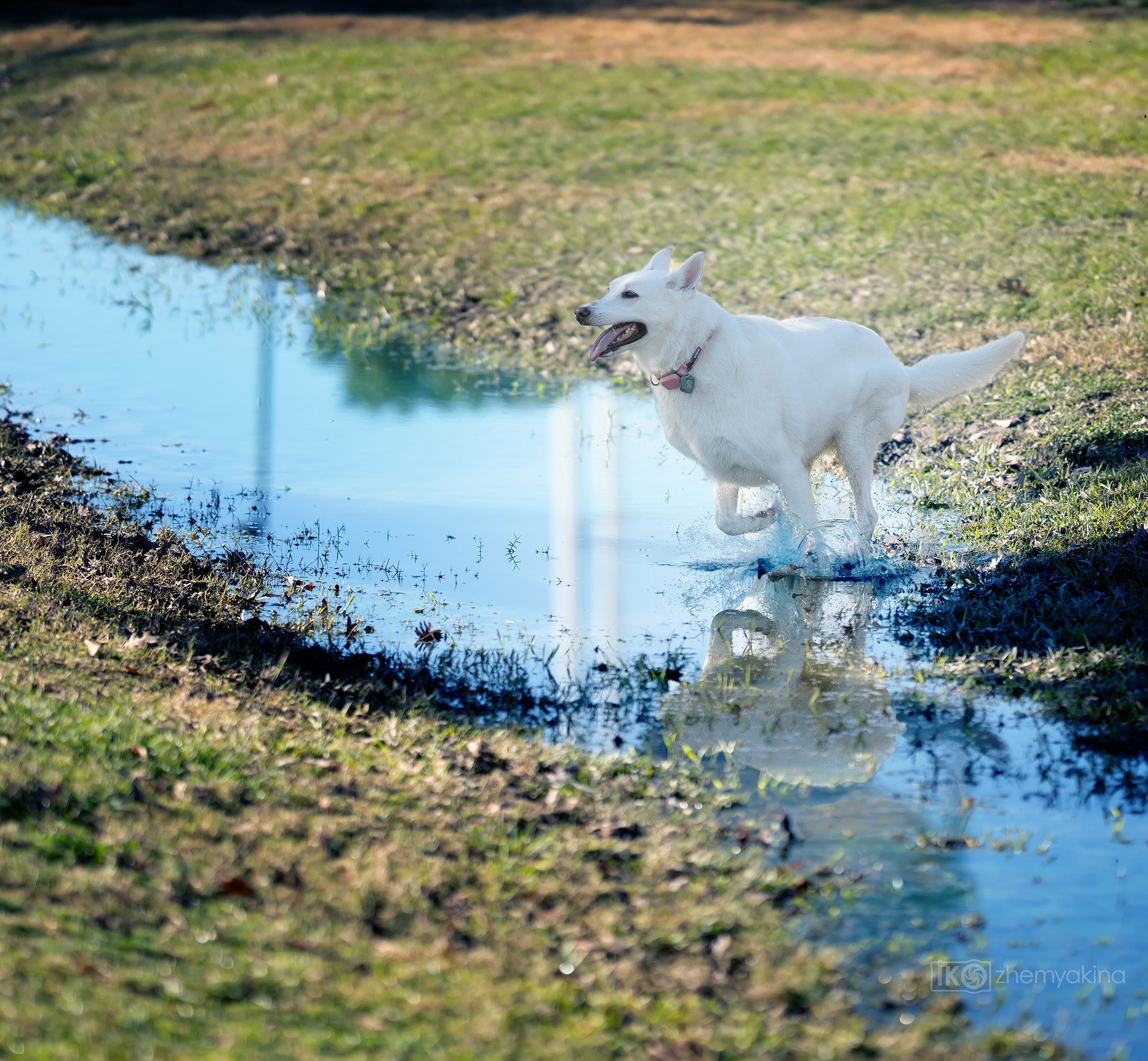 Bella White Shepherd. Photographer Irina Kozhemyakina. Houston