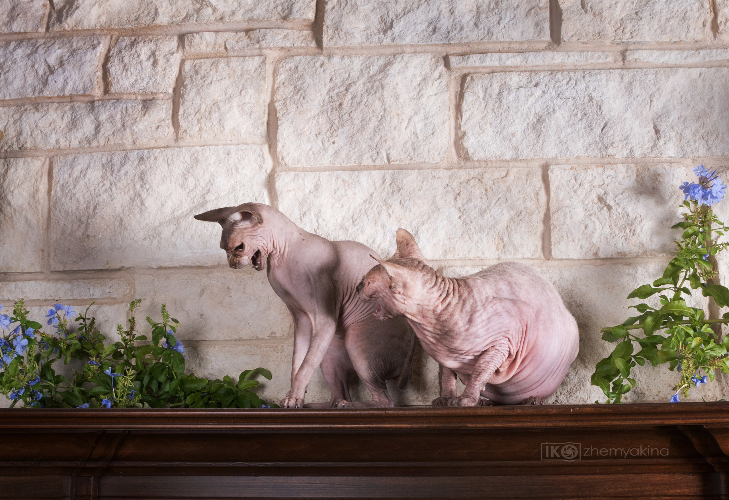 Sphynx cat. Photographer Irina Kozhemyakina. Houston