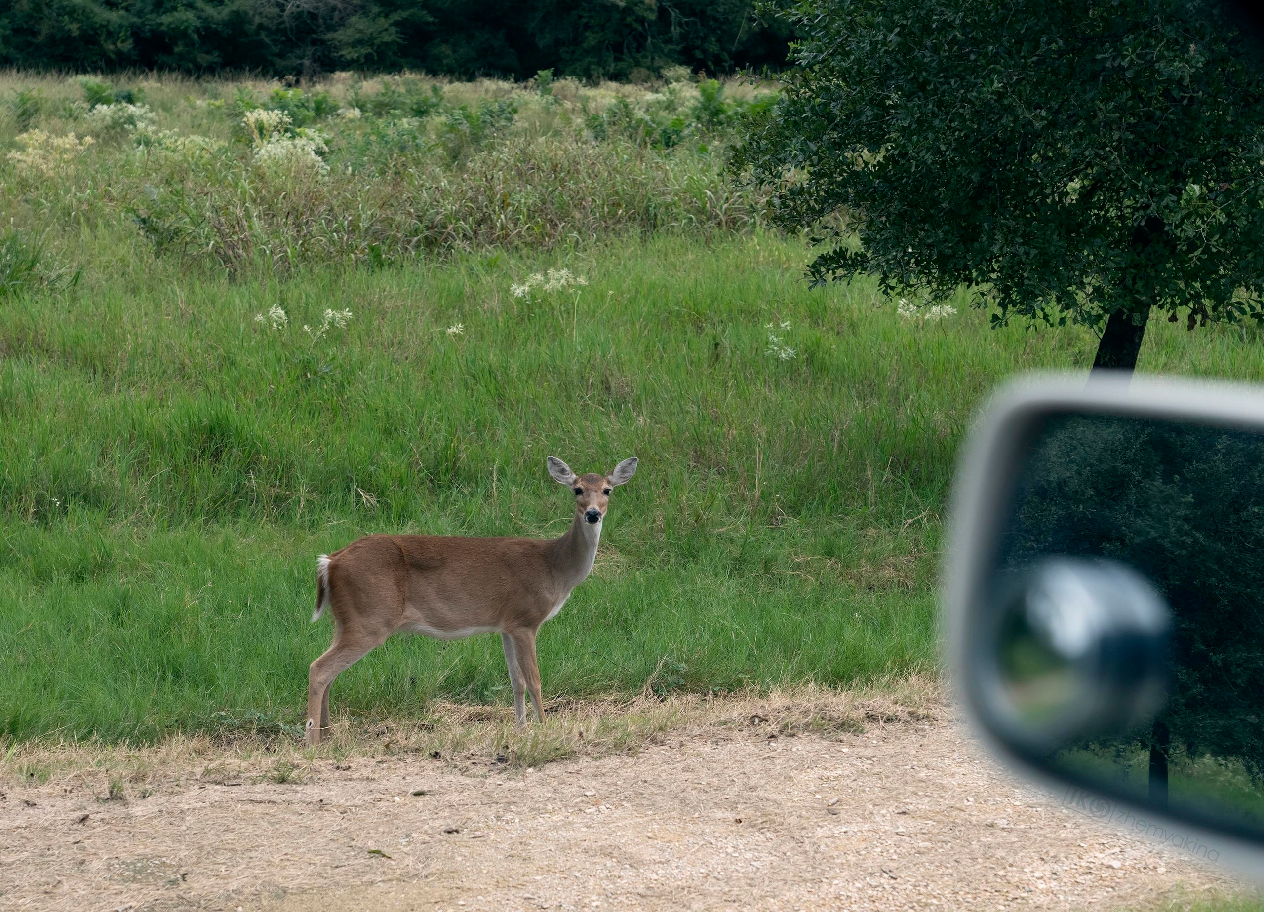 Brazos Bend State Park — Texas Parks and Wildlife. Photographer Irina Kozhemyakina. Houston