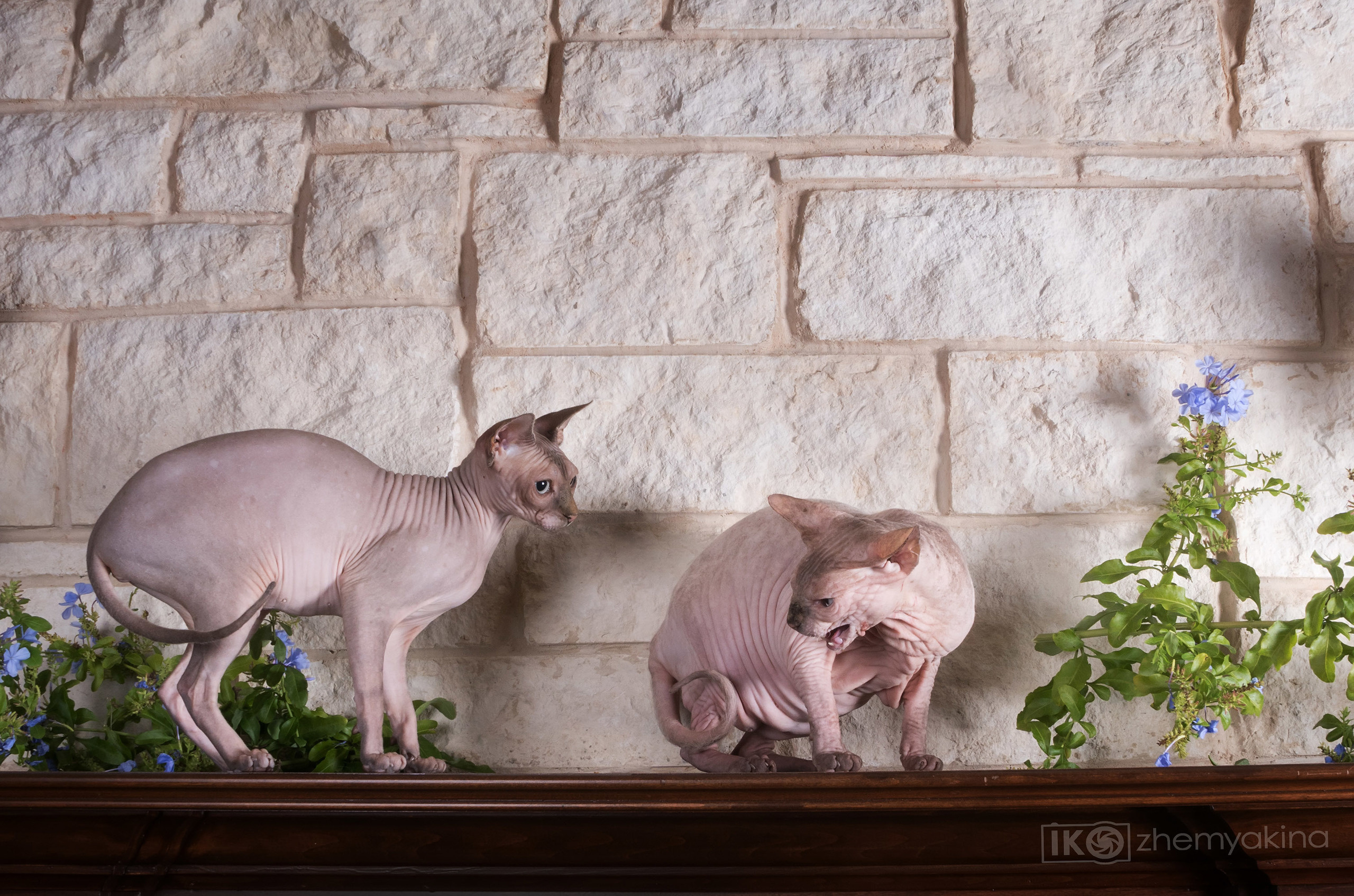 Sphynx cat. Photographer Irina Kozhemyakina. Houston