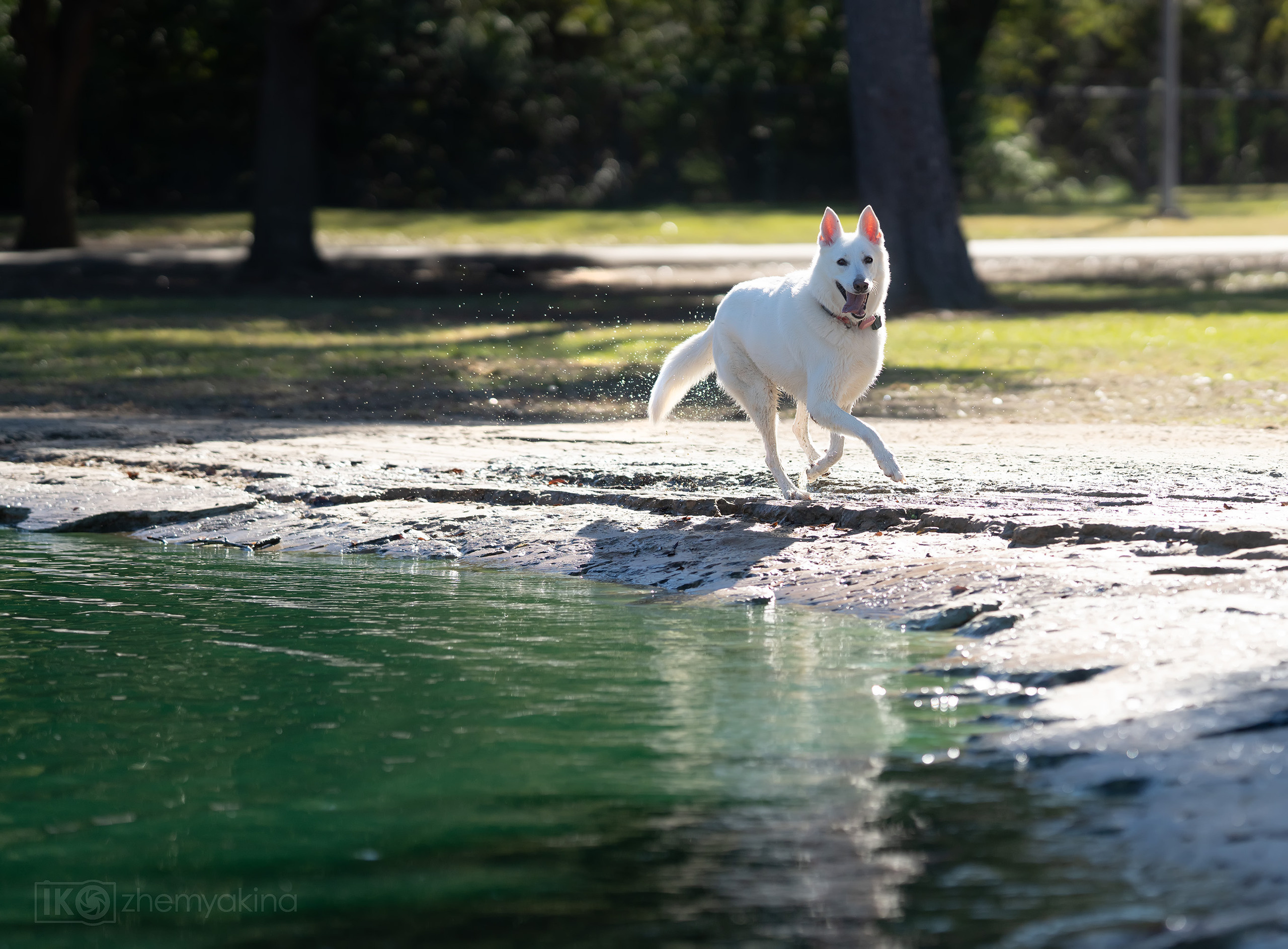 Bella White Shepherd. Photographer Irina Kozhemyakina. Houston