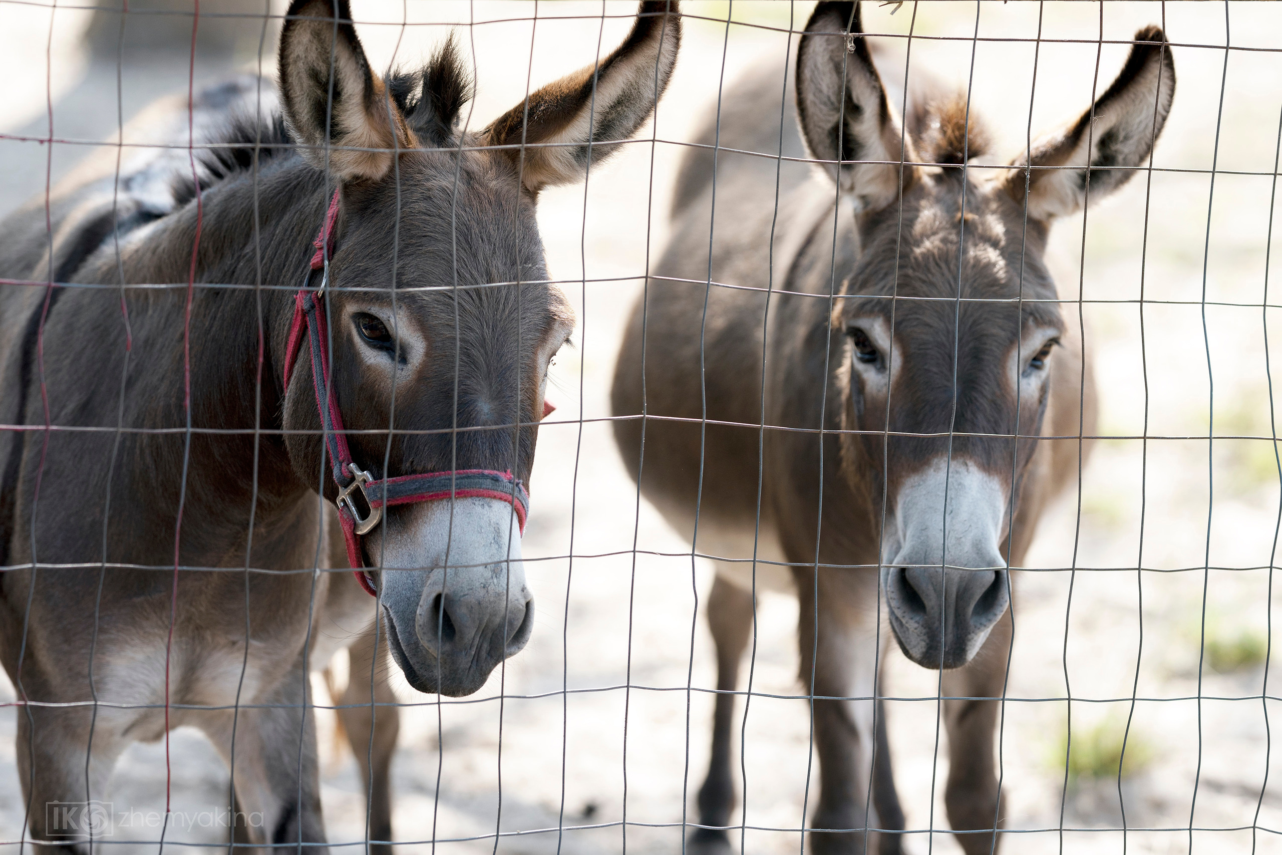 On the farm 09-13-2020. Photographer Irina Kozhemyakina. Houston