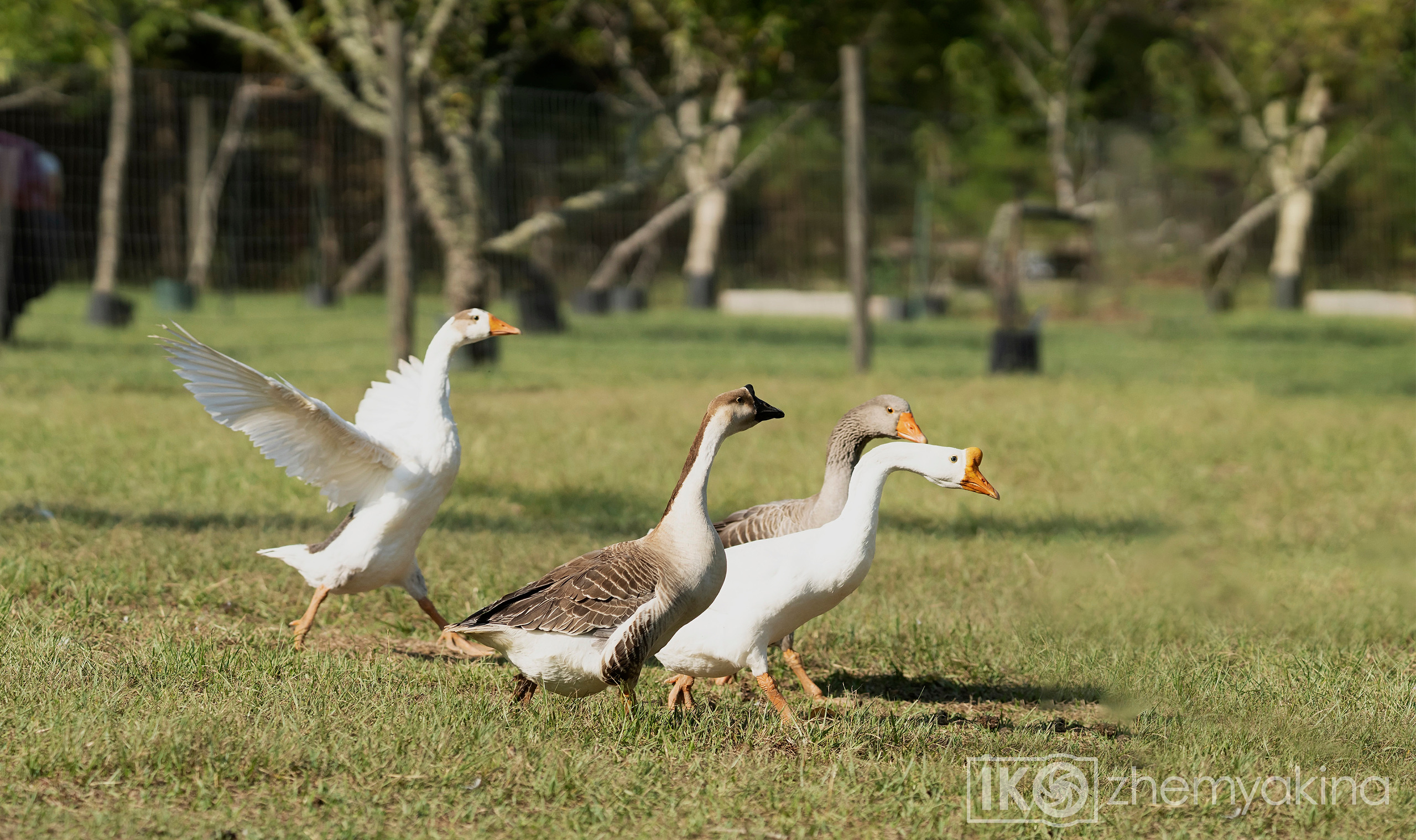 On the farm 09-13-2020. Photographer Irina Kozhemyakina. Houston