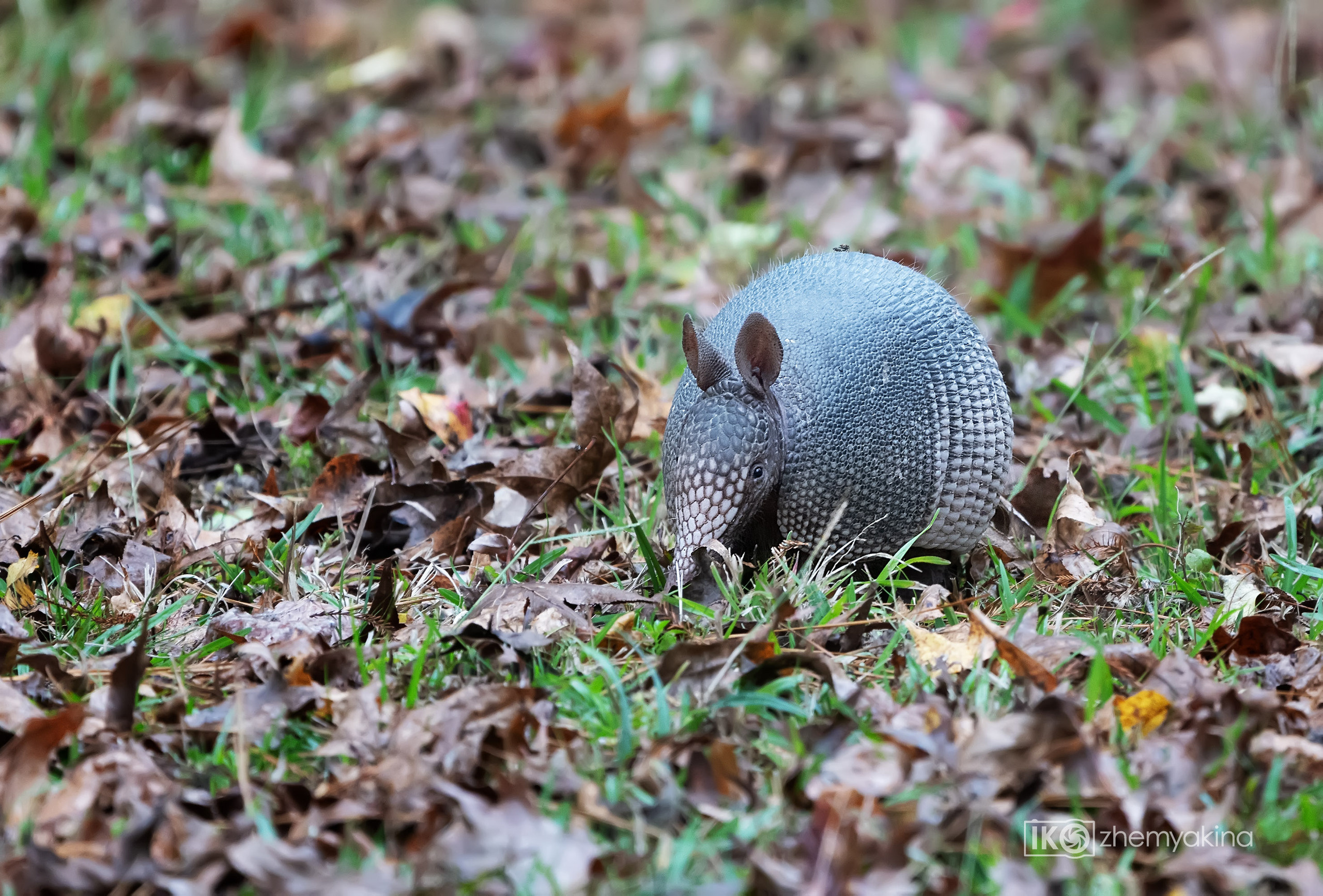Martin Dies, Jr. State Park, 11/24-25/2020. Photographer Irina Kozhemyakina. Houston