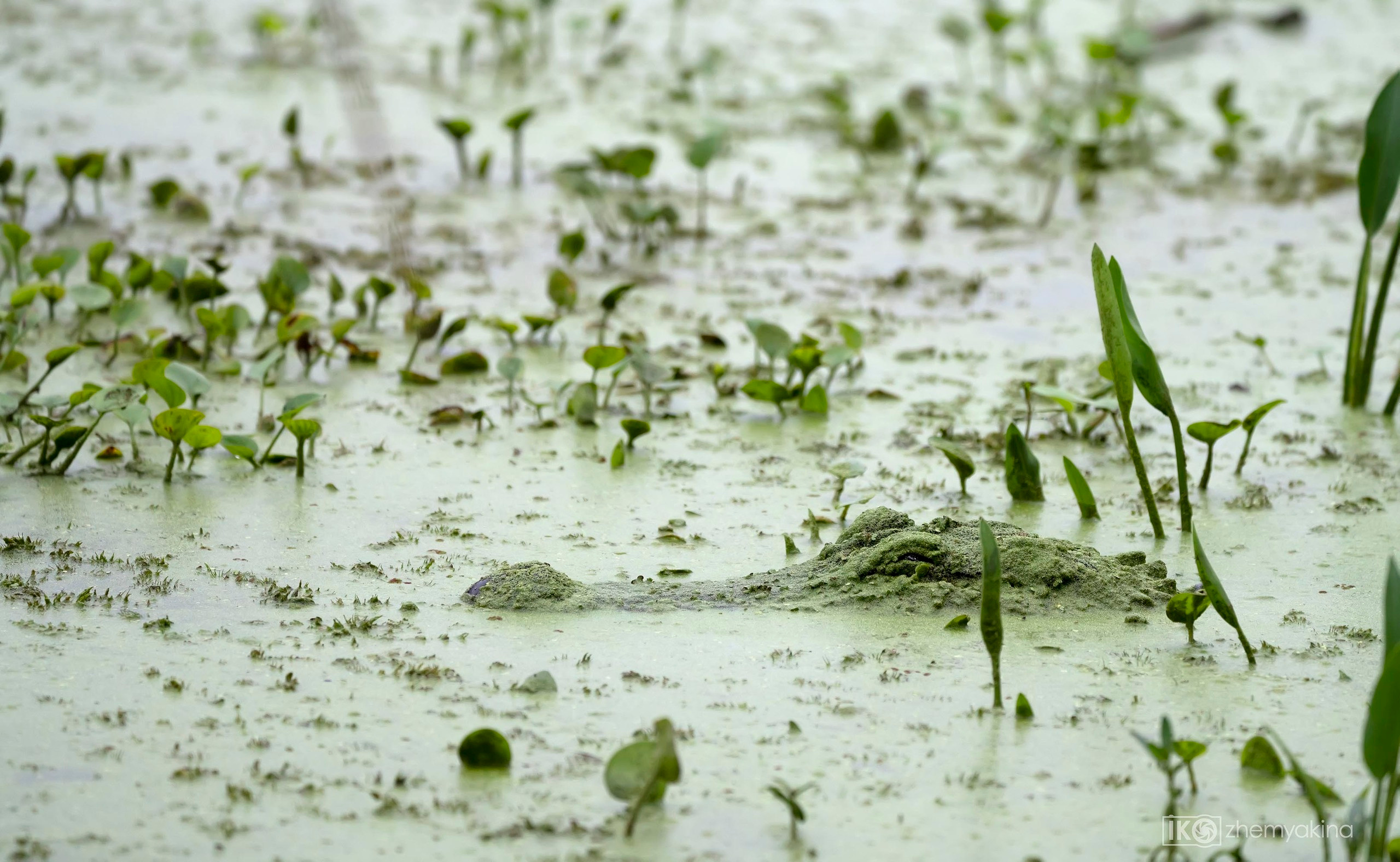 Alligator in disguise