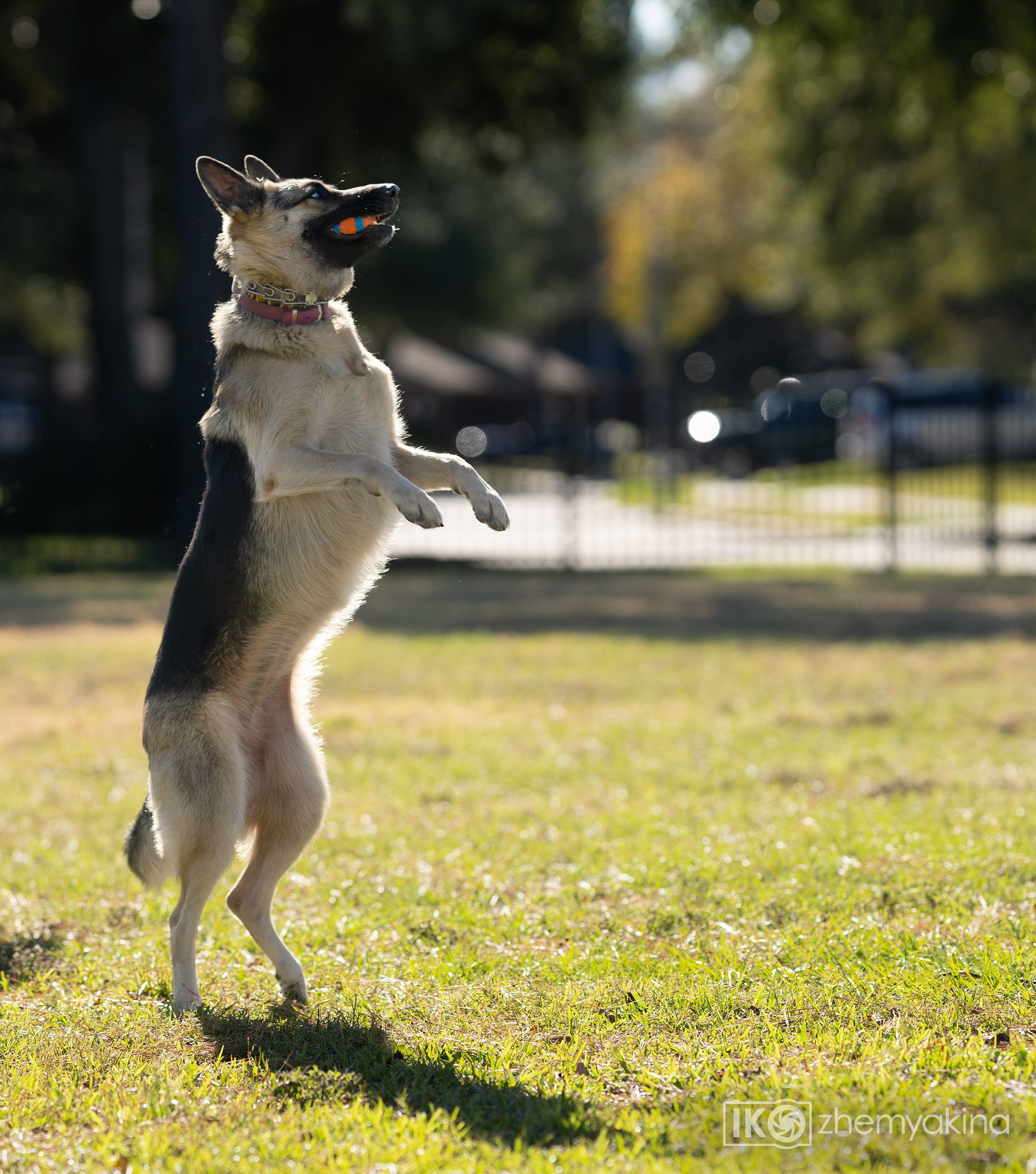 Two shepherd dogs and a ball. Photographer Irina Kozhemyakina. Houston