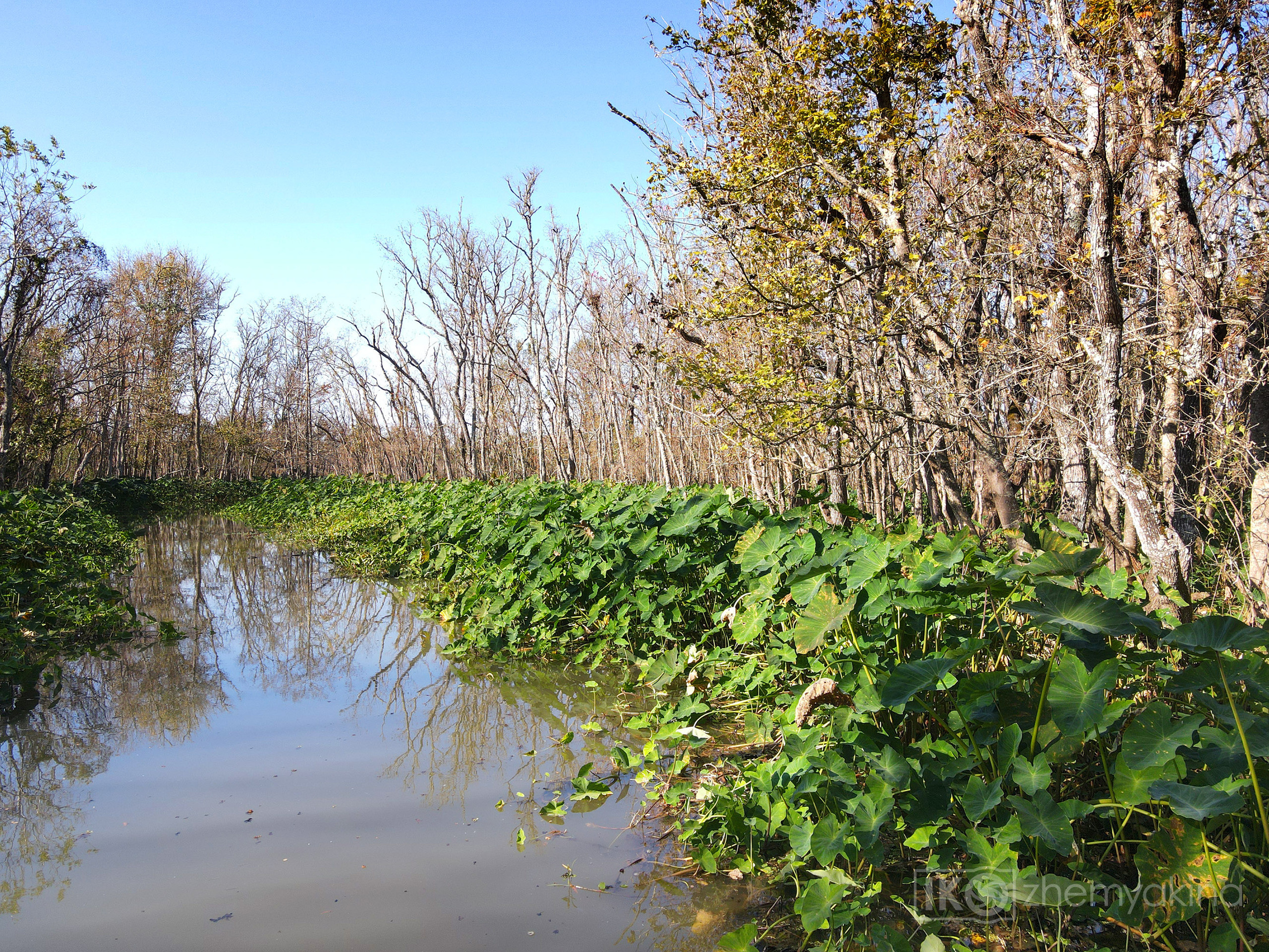 Martin Dies, Jr. State Park, 11/24-25/2020. Photographer Irina Kozhemyakina. Houston