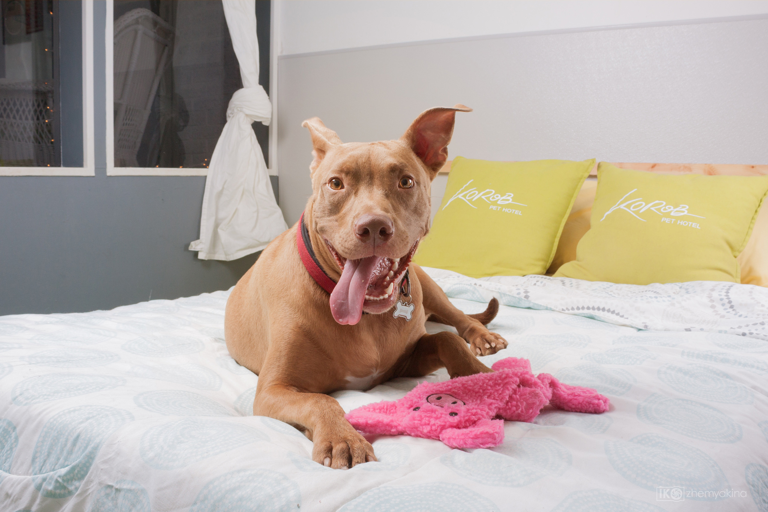 Pet Hotel. Photographer Irina Kozhemyakina. Houston