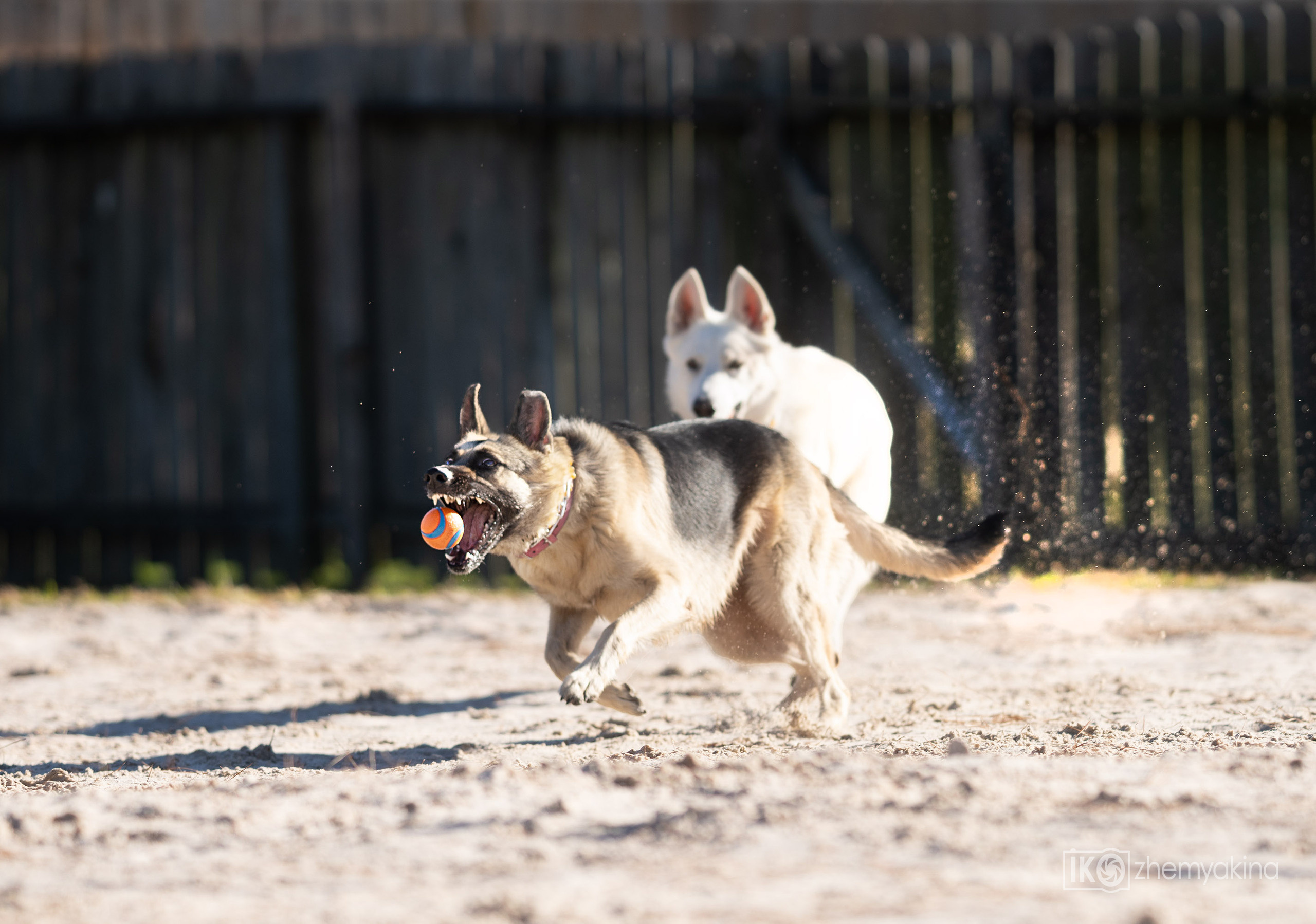 Two shepherd dogs and a ball. Photographer Irina Kozhemyakina. Houston