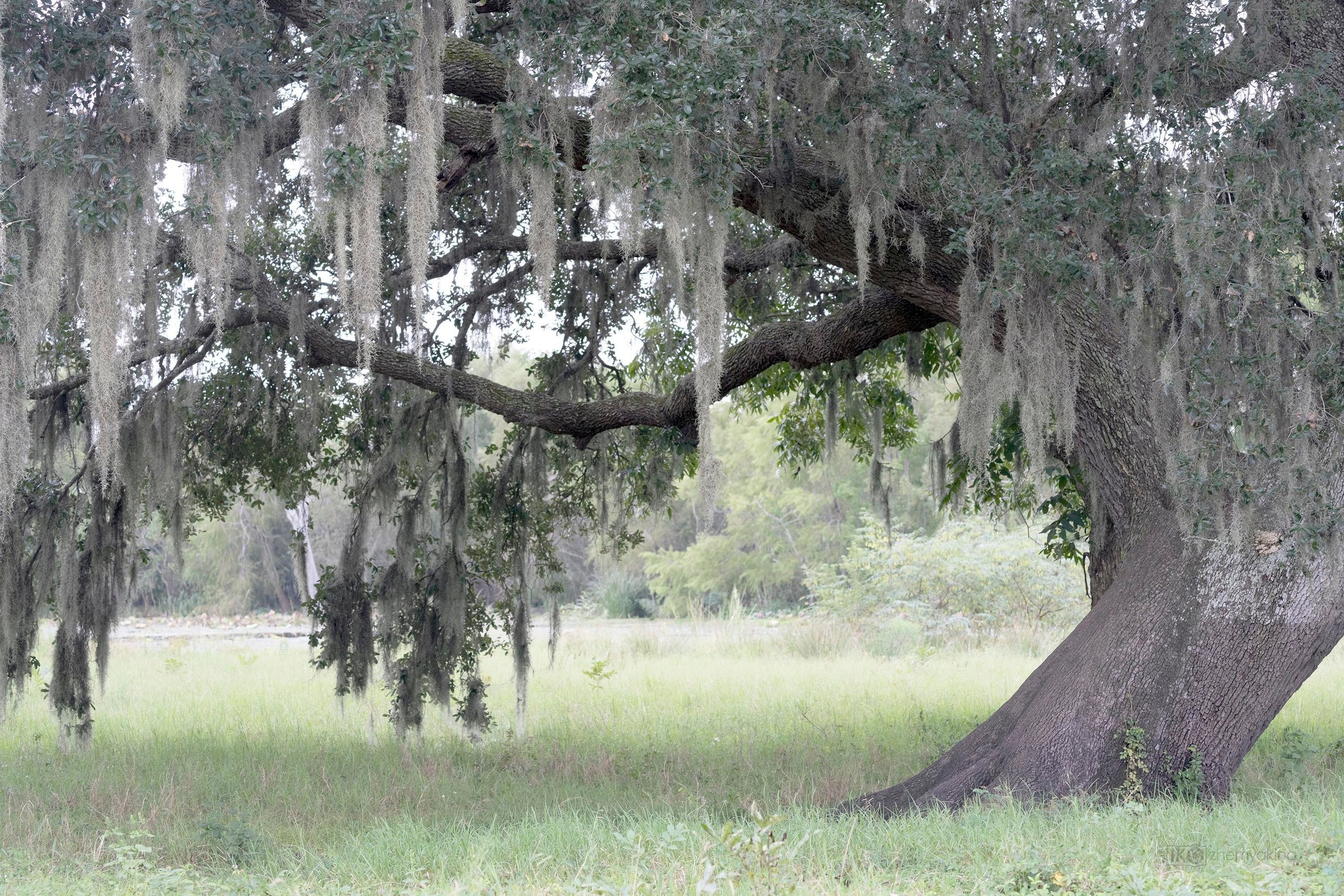 Brazos Bend State Park — Texas Parks and Wildlife. Photographer Irina Kozhemyakina. Houston