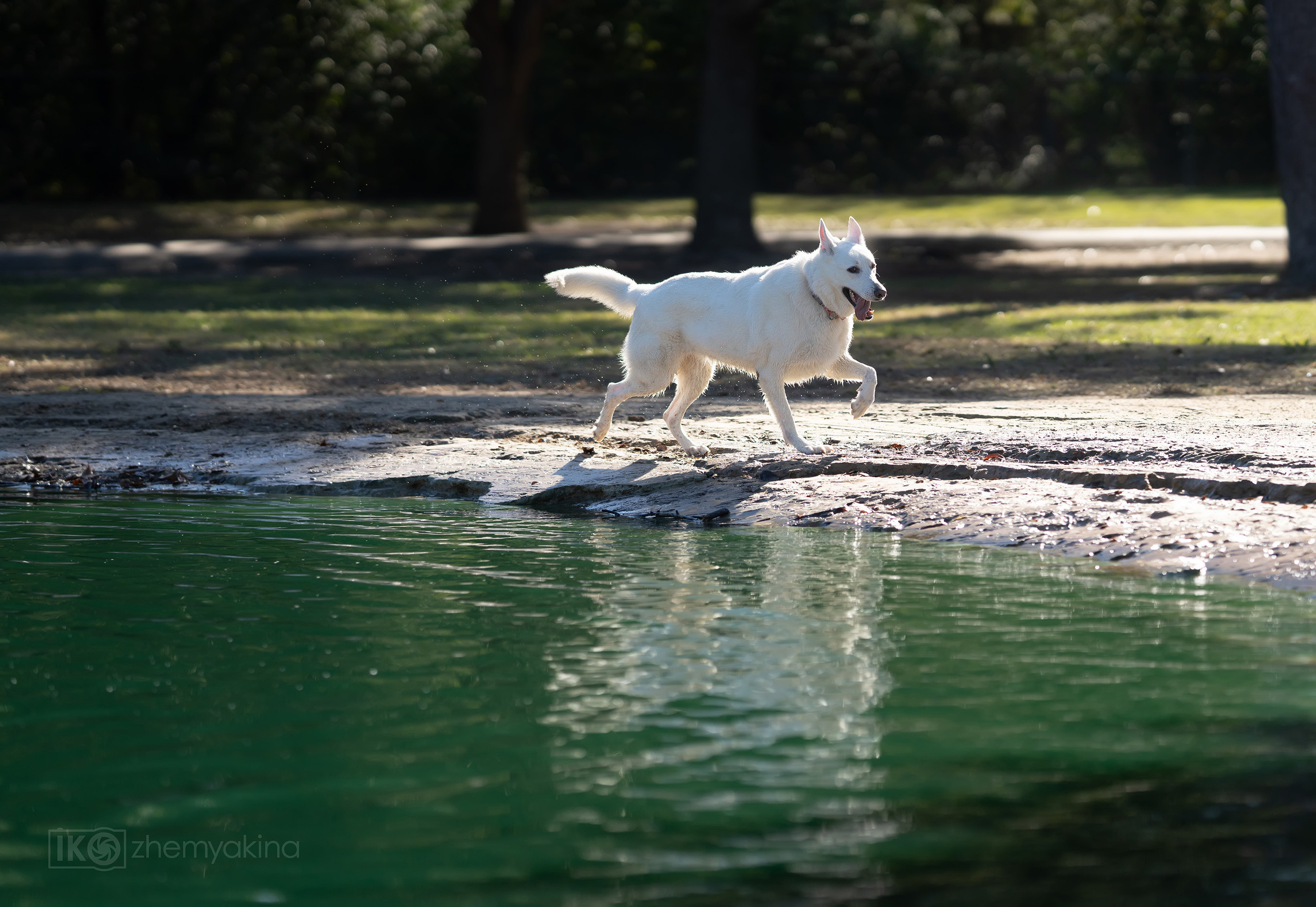 Bella White Shepherd. Photographer Irina Kozhemyakina. Houston