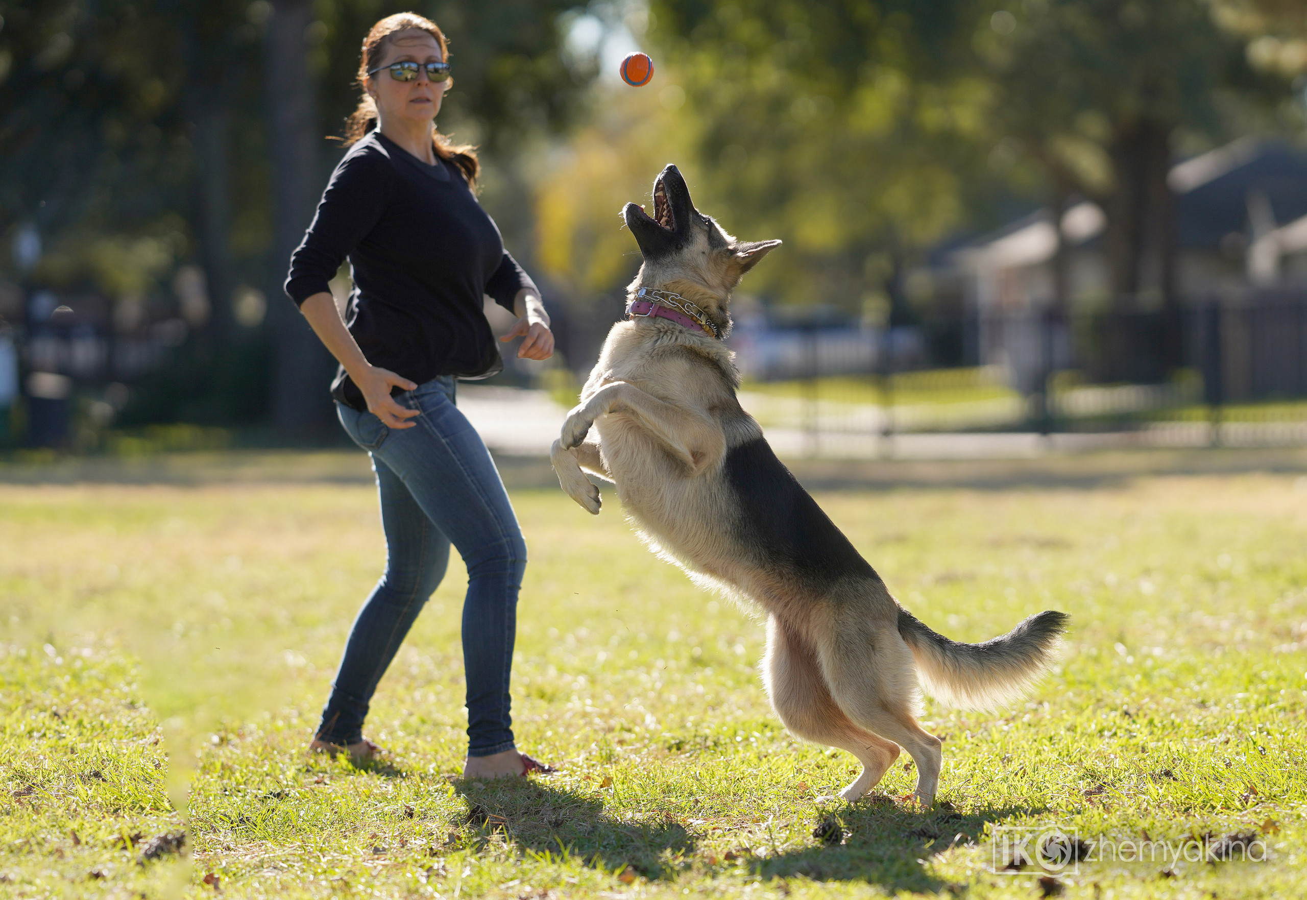Two shepherd dogs and a ball. Photographer Irina Kozhemyakina. Houston