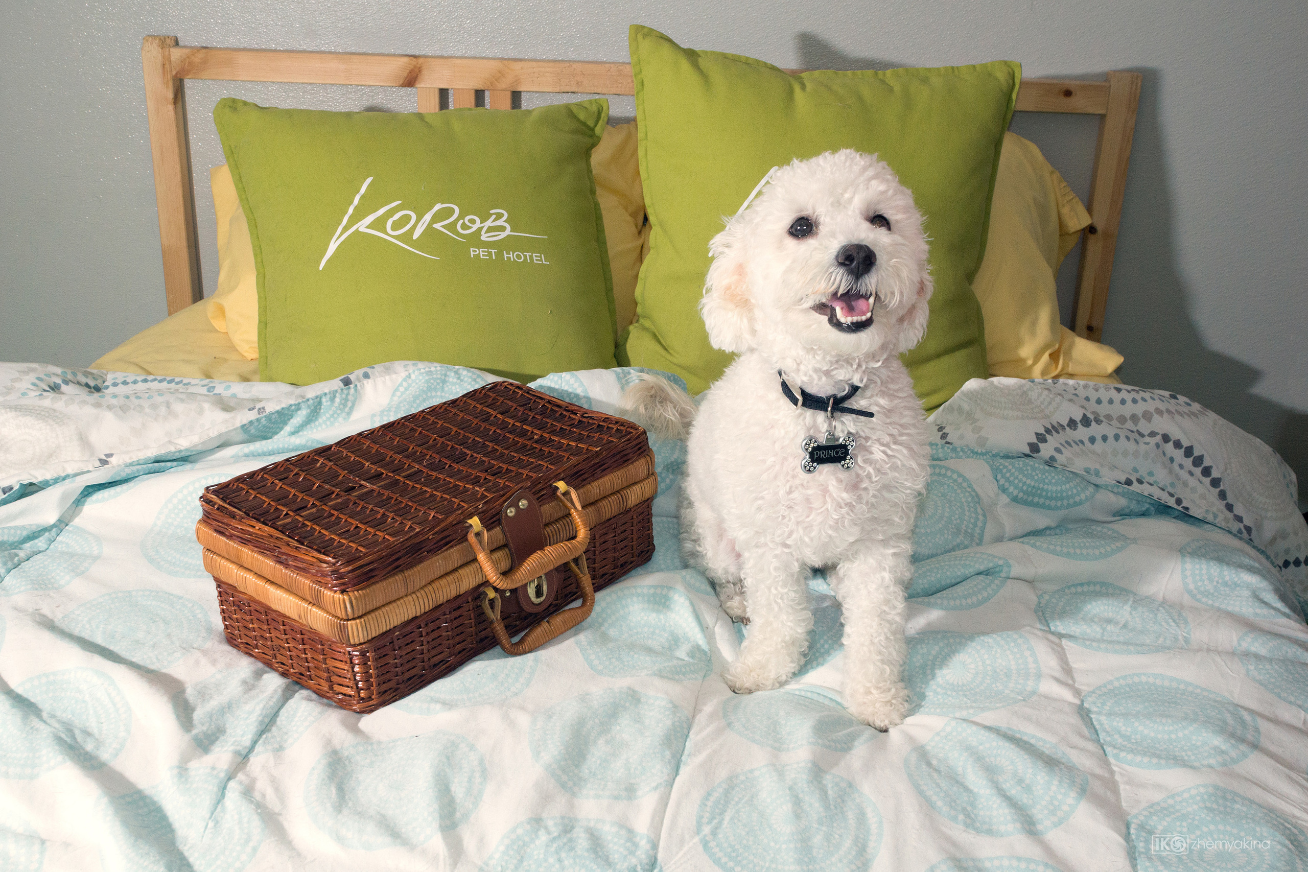 Pet Hotel. Photographer Irina Kozhemyakina. Houston