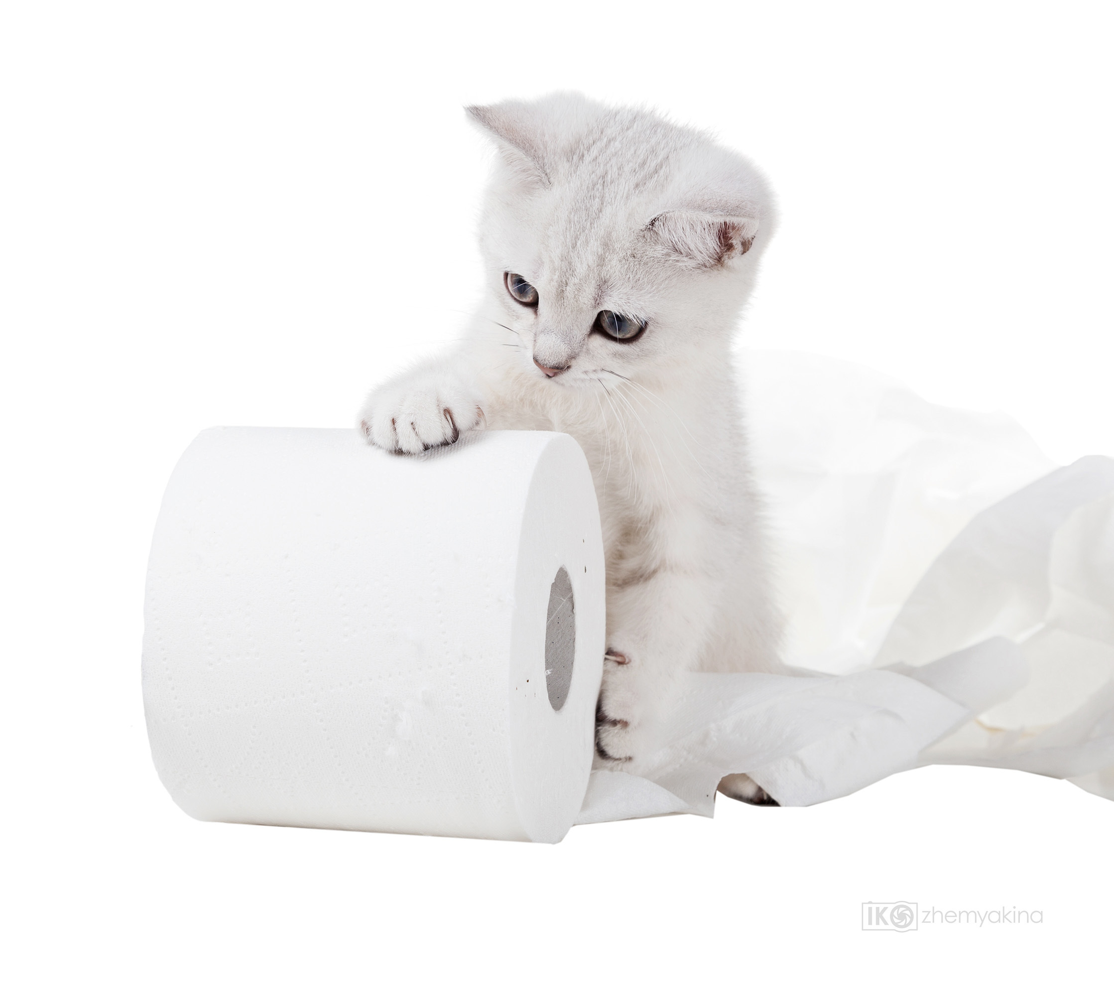 British Glory Cats. Photographer Irina Kozhemyakina. Houston