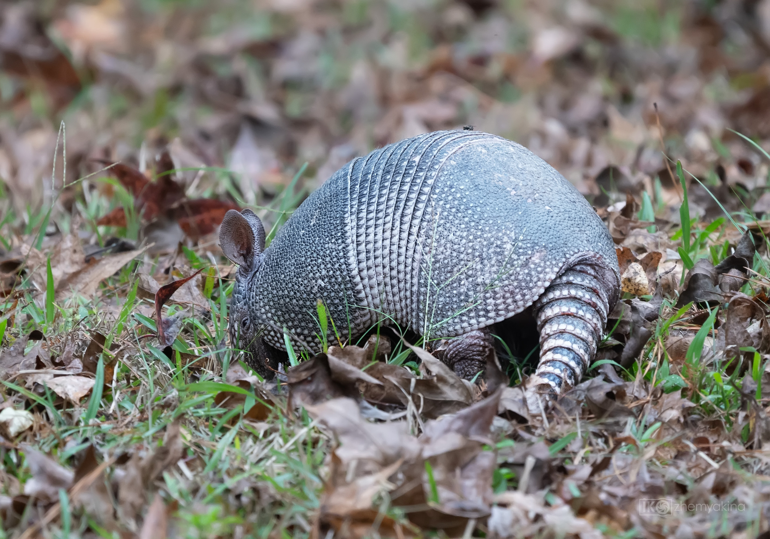 Martin Dies, Jr. State Park, 11/24-25/2020. Photographer Irina Kozhemyakina. Houston