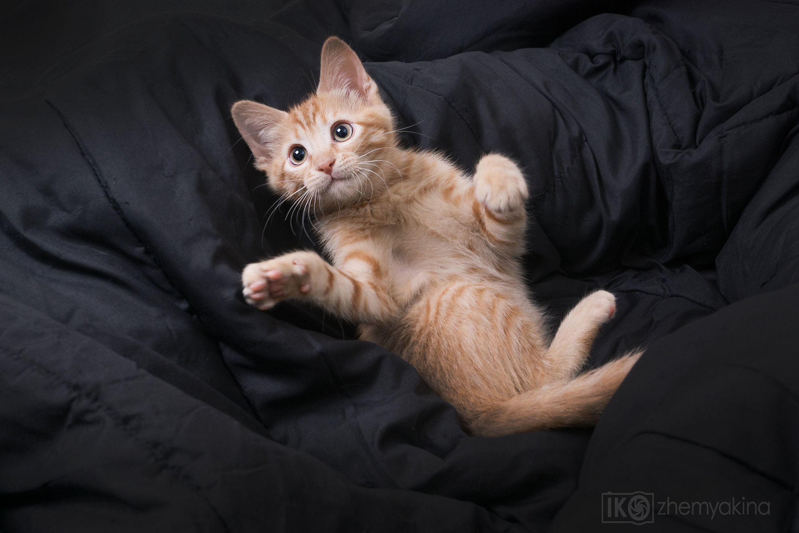 Ginger cats and kittens. Photographer Irina Kozhemyakina. Houston