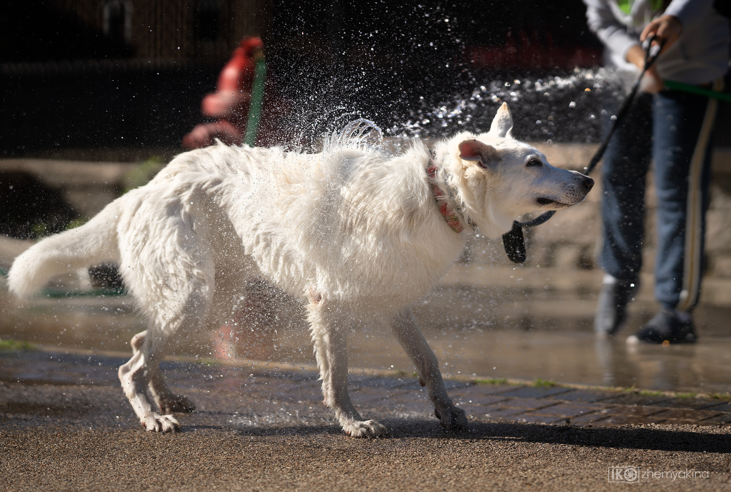 Bella White Shepherd. Photographer Irina Kozhemyakina. Houston