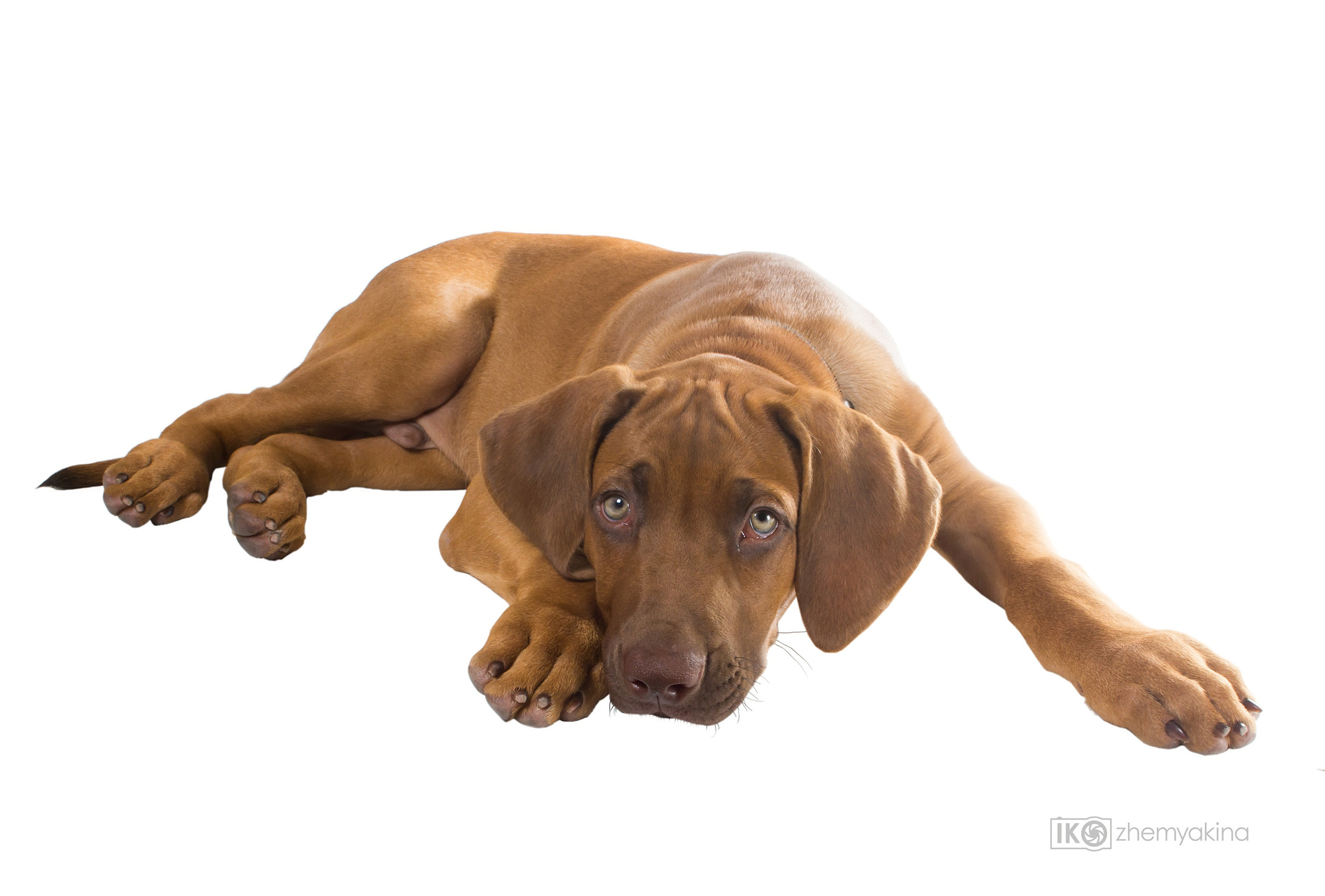 Rhodesian Ridgeback. Photographer Irina Kozhemyakina. Houston