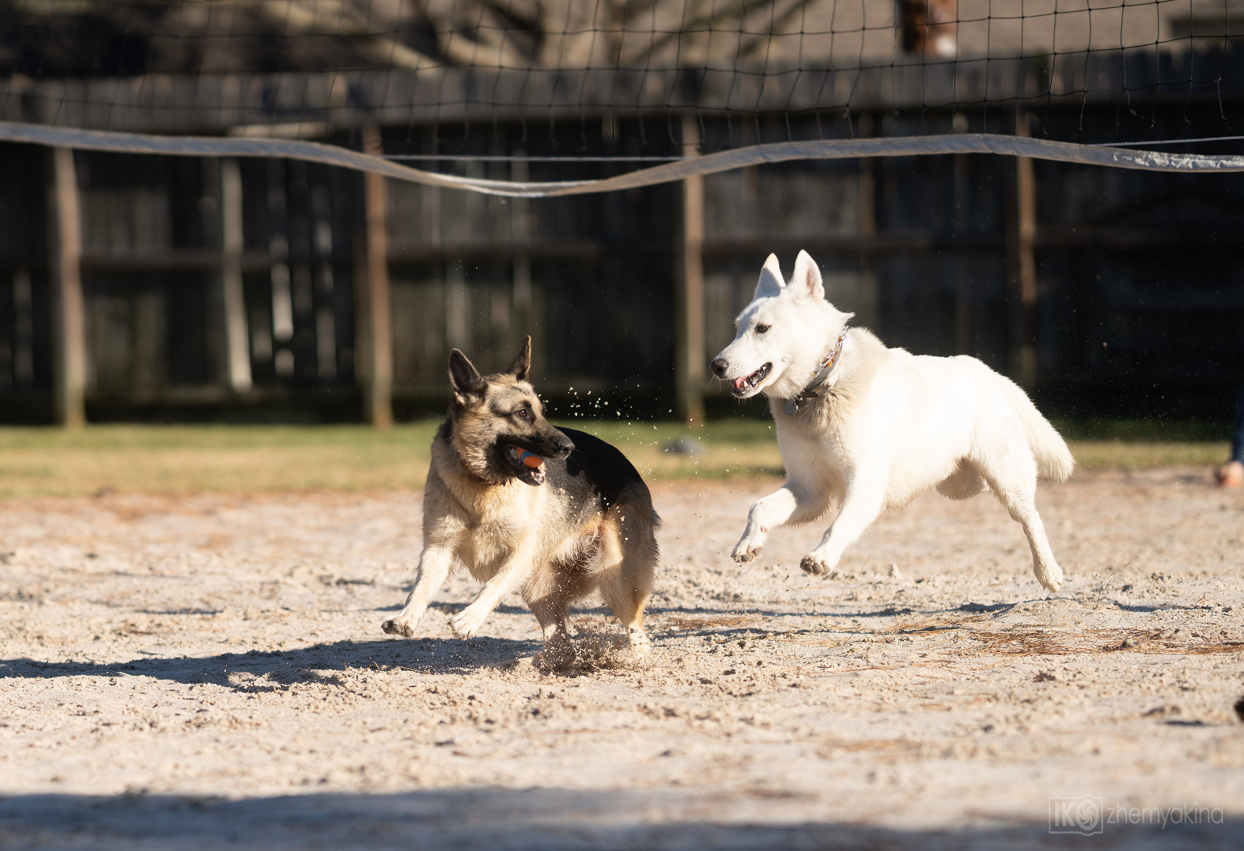 Two shepherd dogs and a ball. Photographer Irina Kozhemyakina. Houston