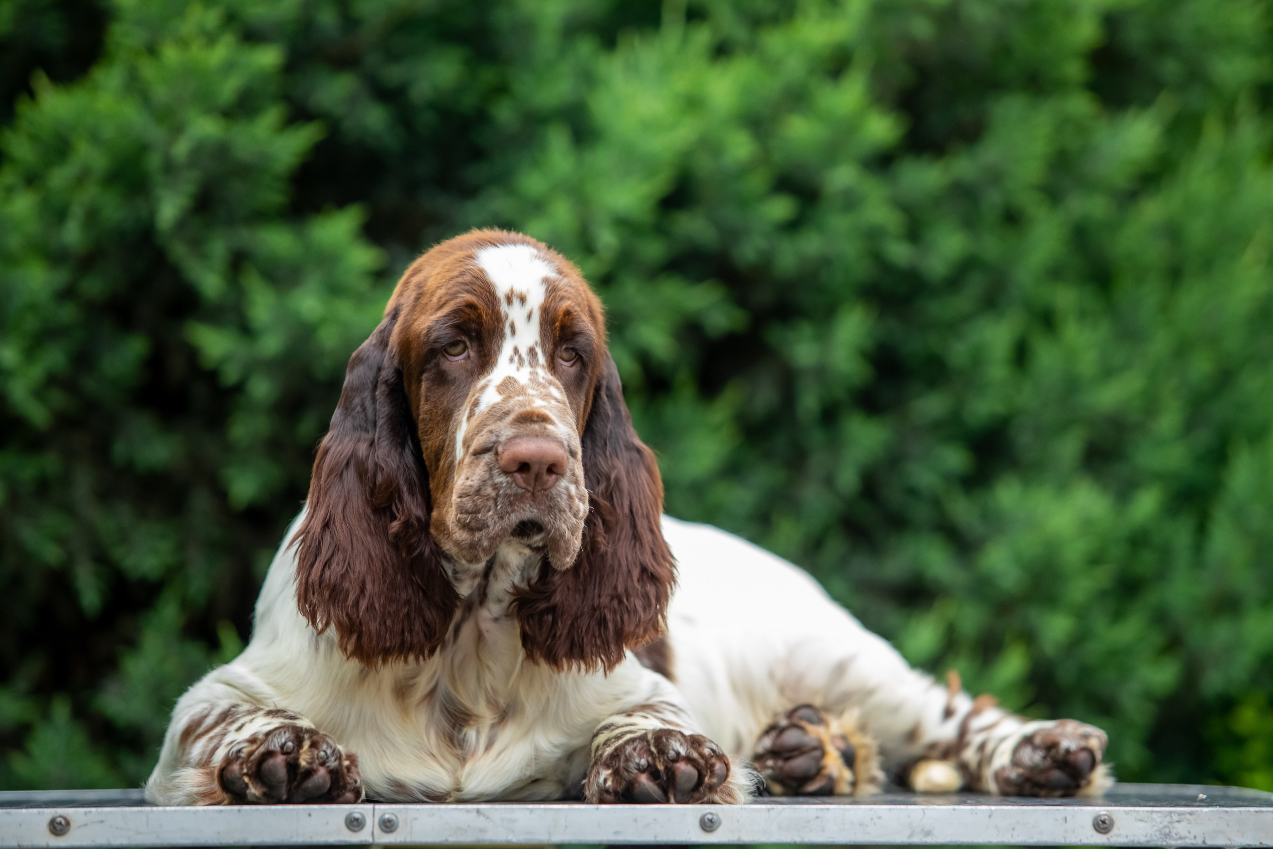 Male — Blue collar 💙. Website of the titled stud dog of the Springer Spaniel breed