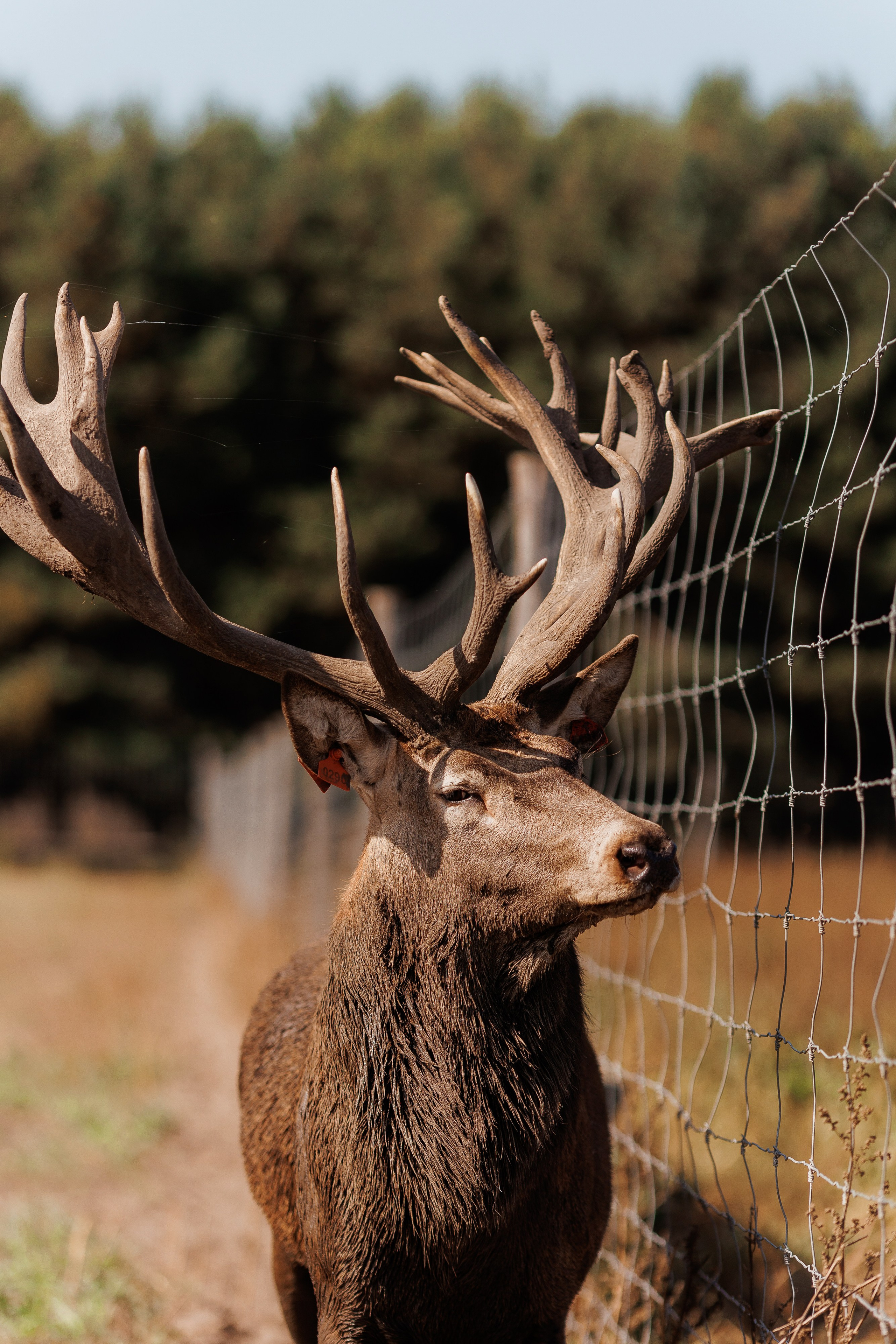 Екопарк Аміла. Ірина Терещук