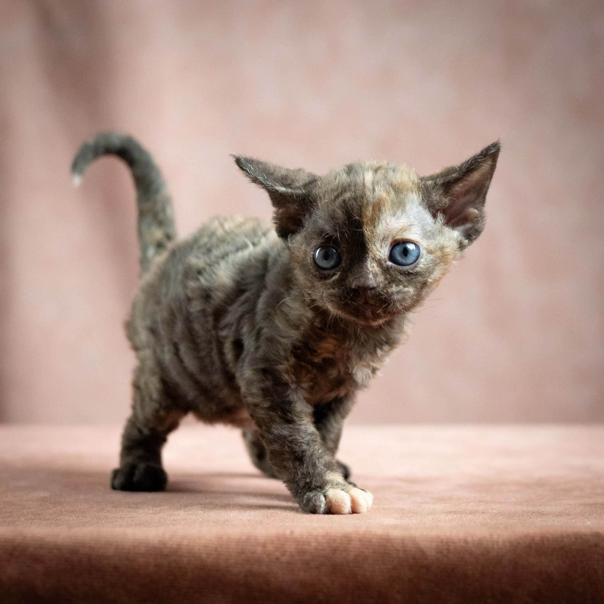 Mocha, girl, born 01.15.26. Devon Rex Pixie Cattery