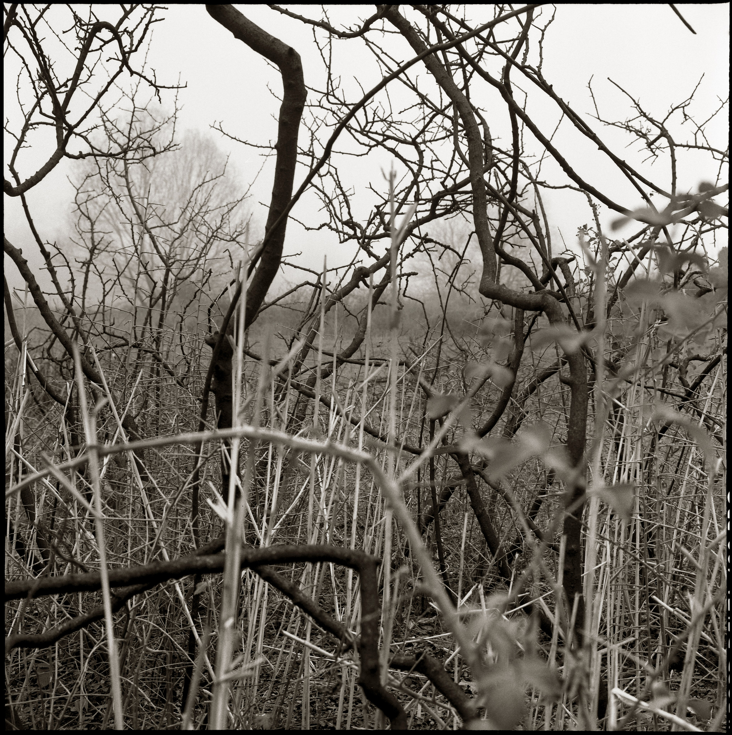 NATURE. Www.sananaleskerov.com