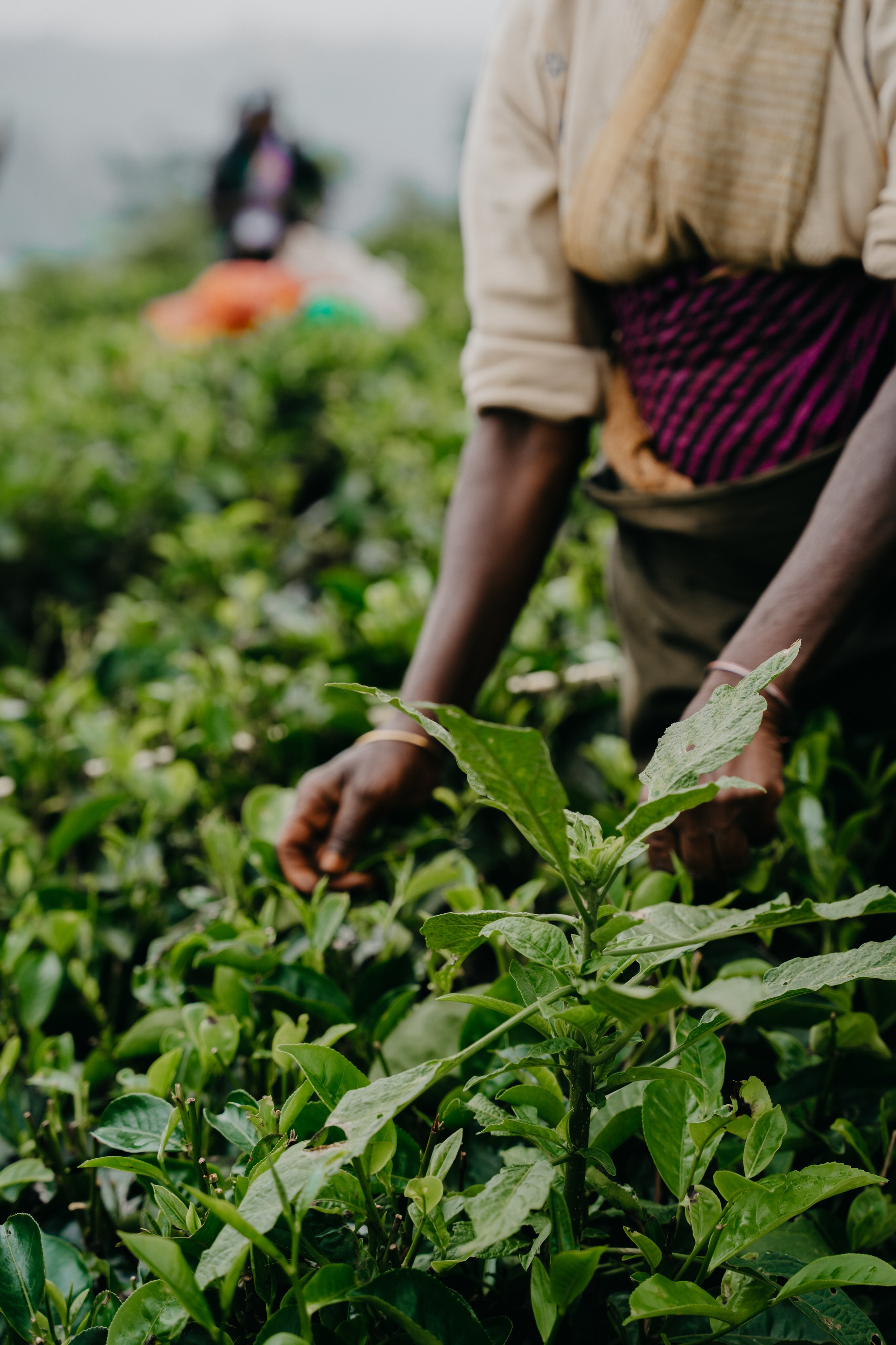 Relais & Châteaux, Tea Trails, Sri Lanka. Editorial photographer Yuliya Drazdovich