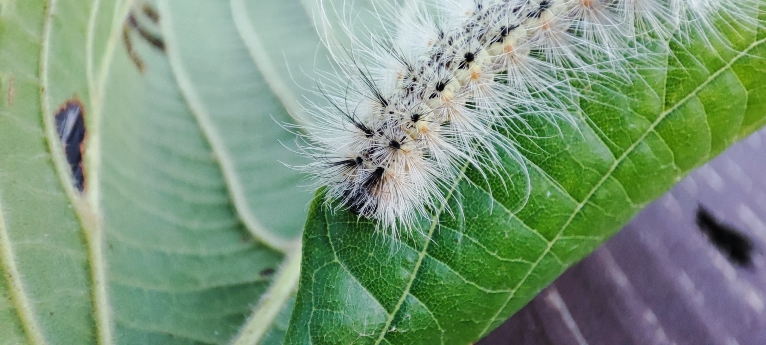 Fotografie Macro~ Close up. Andreea Ivan art-Fotograf Constanta, Fotograf profesionist Constanta, Fotograf de nunta Constanta, botez, sedinte foto cu tematica, portret
